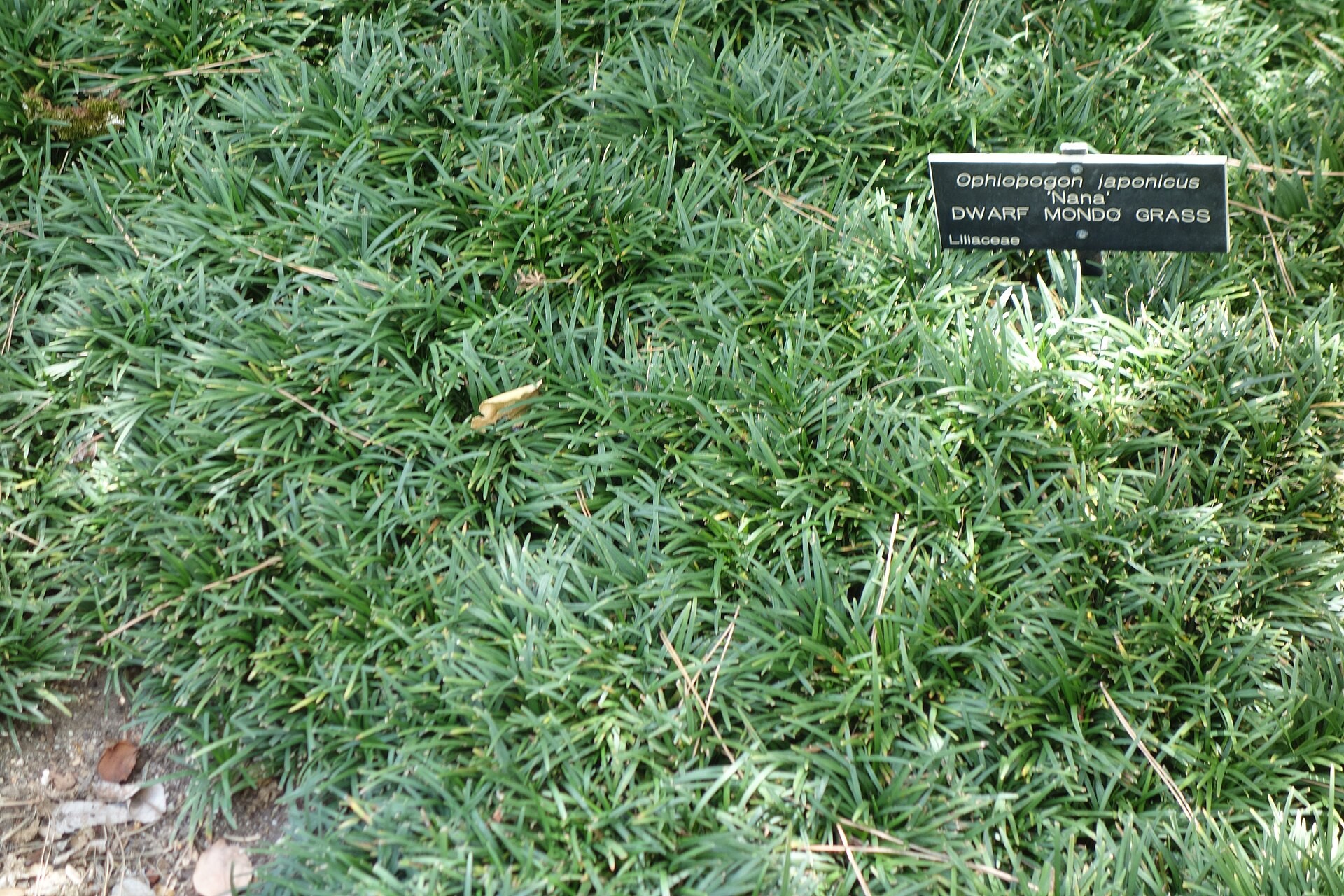 Mondo, Dwarf — whole plant