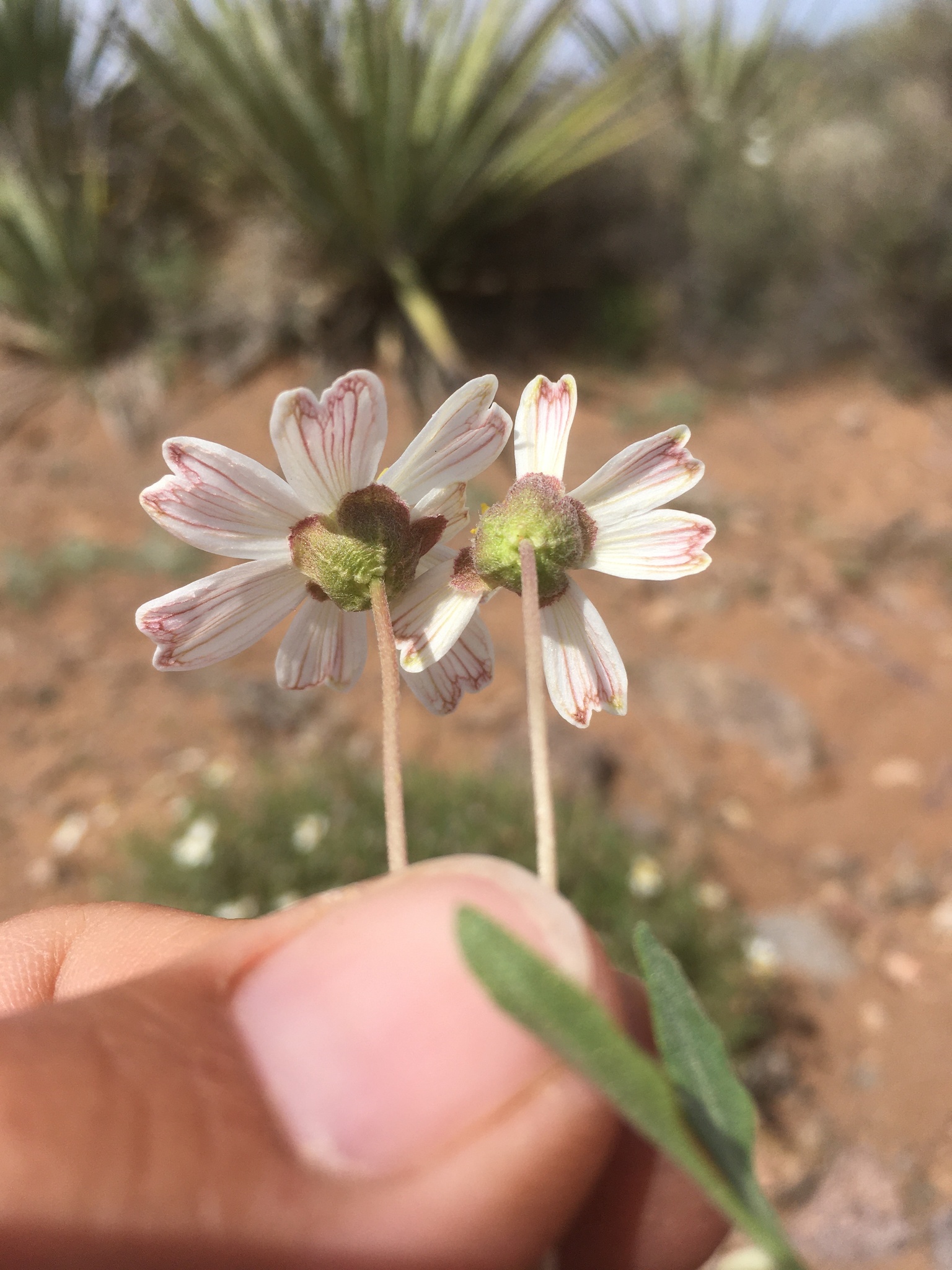 Blackfoot Daisy — flowers or notable detail