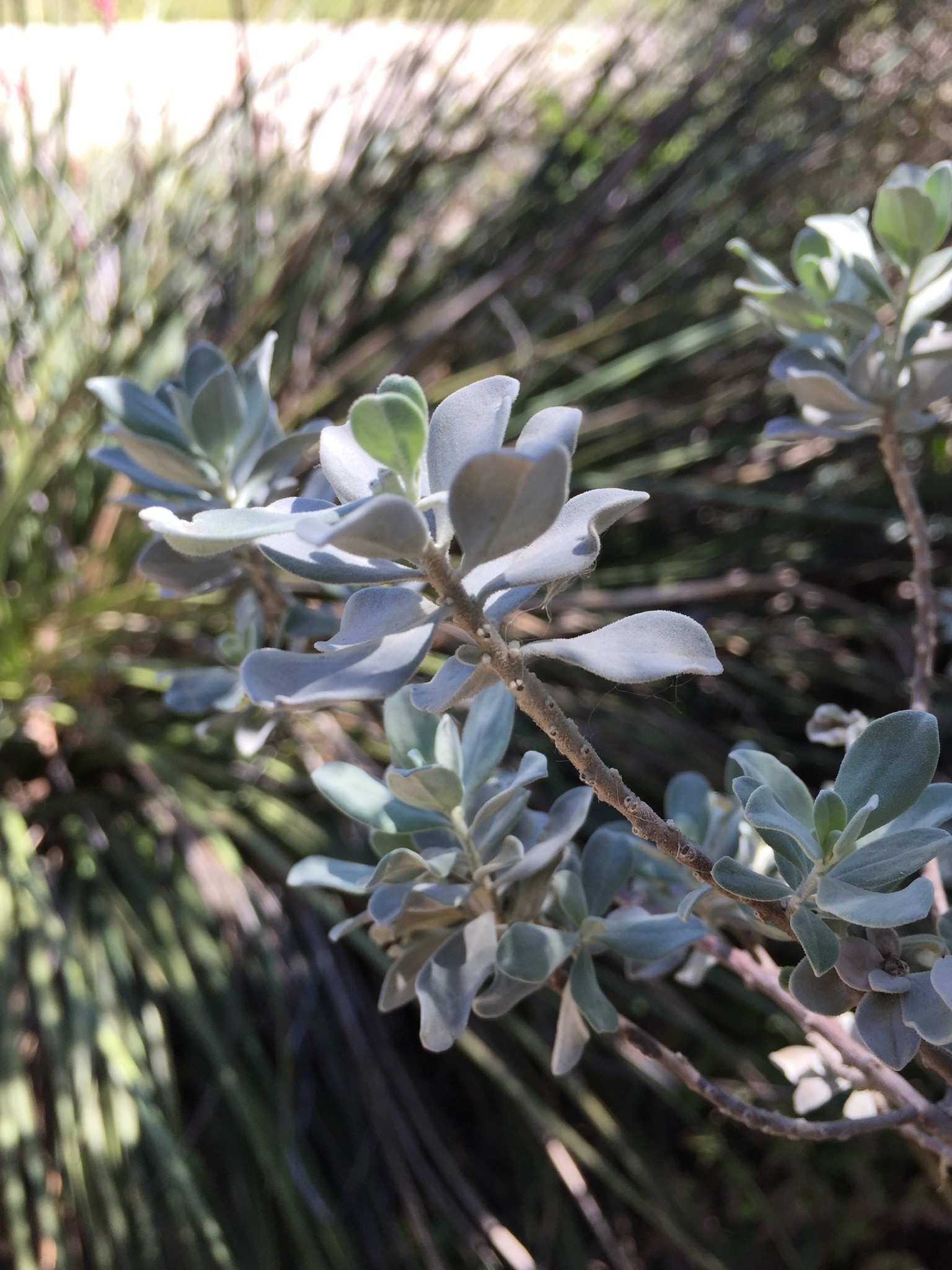 Texas Sage Compact — whole plant