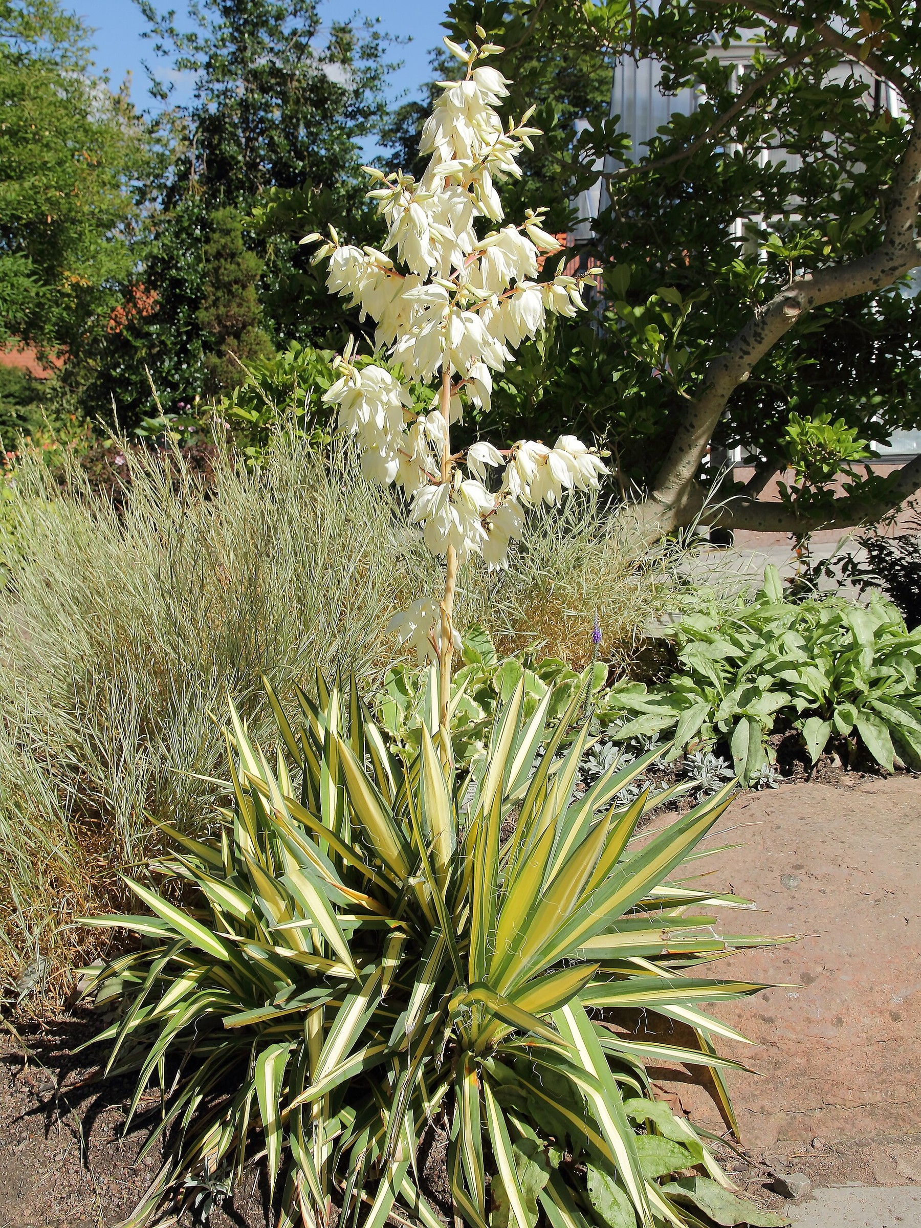 Yucca, Color Guard — whole plant
