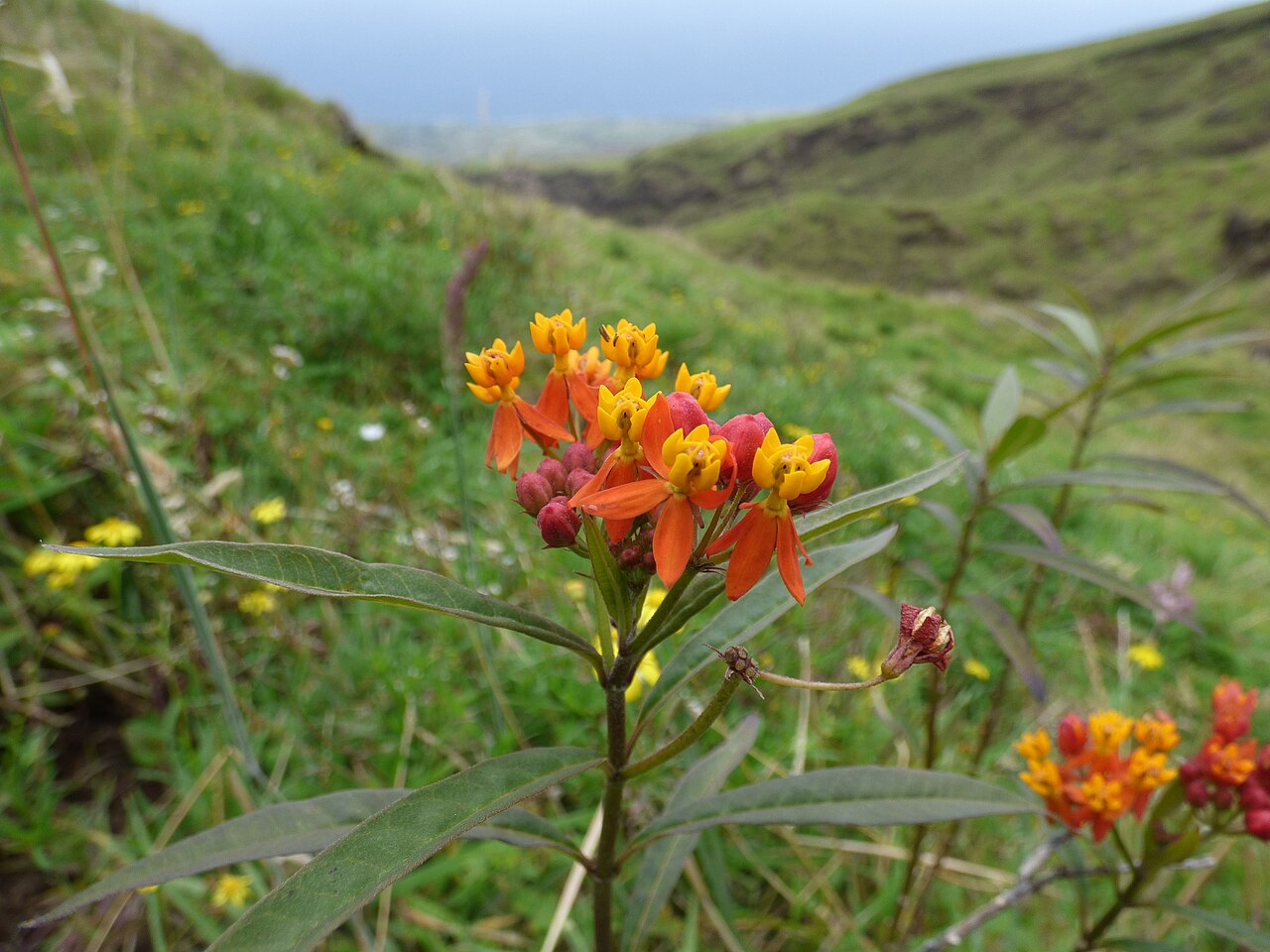 Butterfly Weed/Tropical Milkweed — whole plant