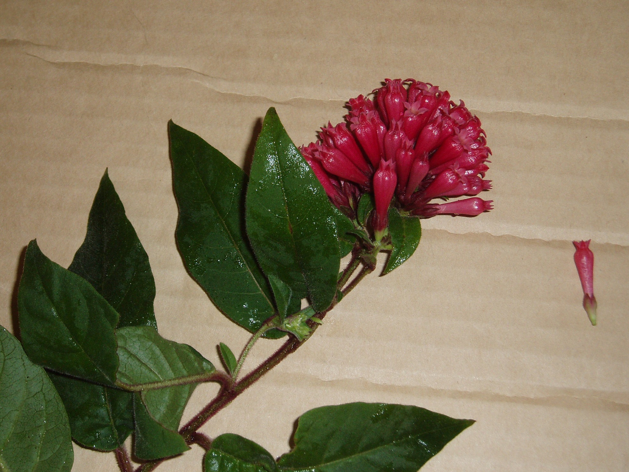 Cestrum — whole plant