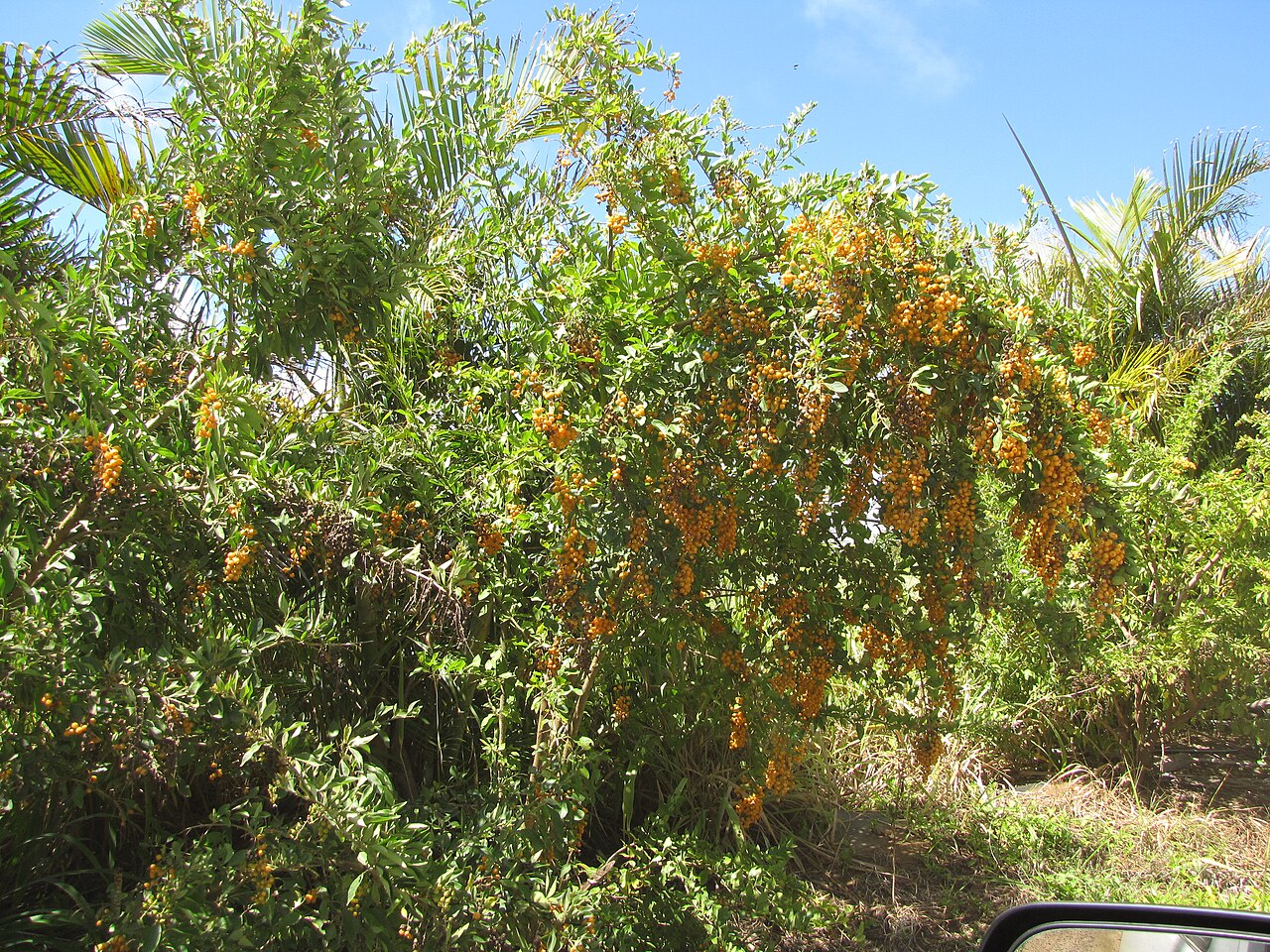 Duranta — whole plant