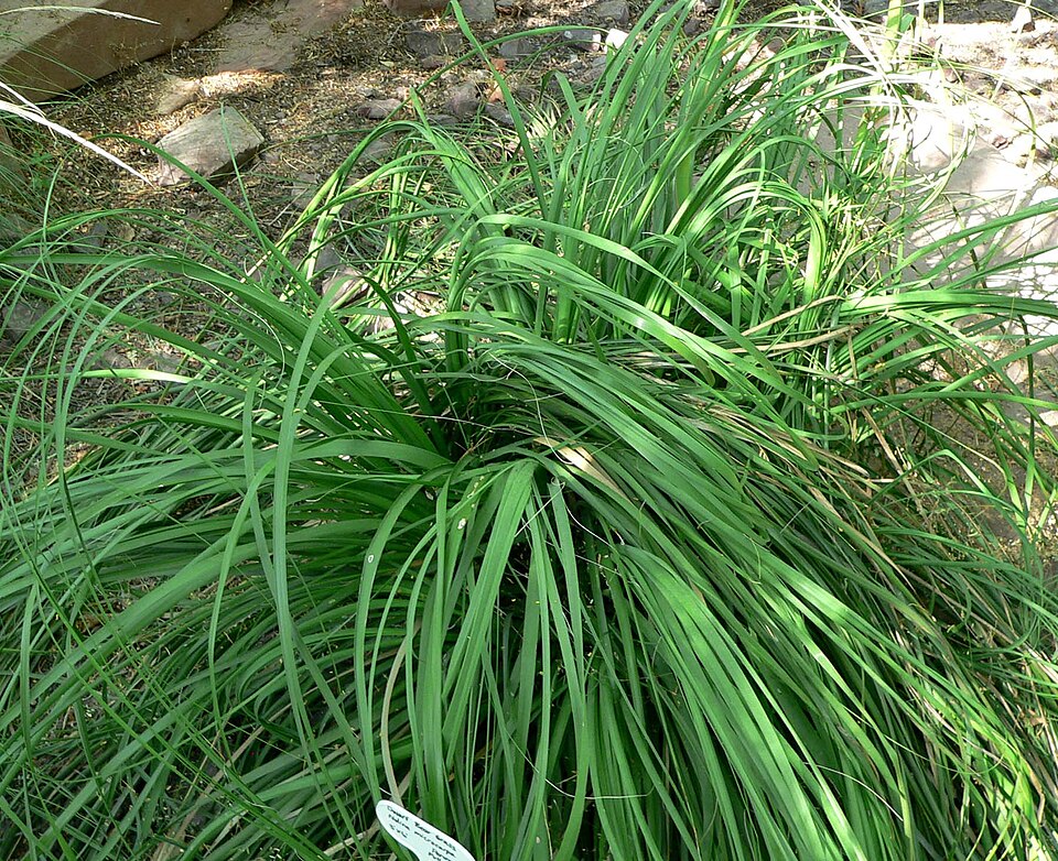 Nolina Microcarpa — whole plant