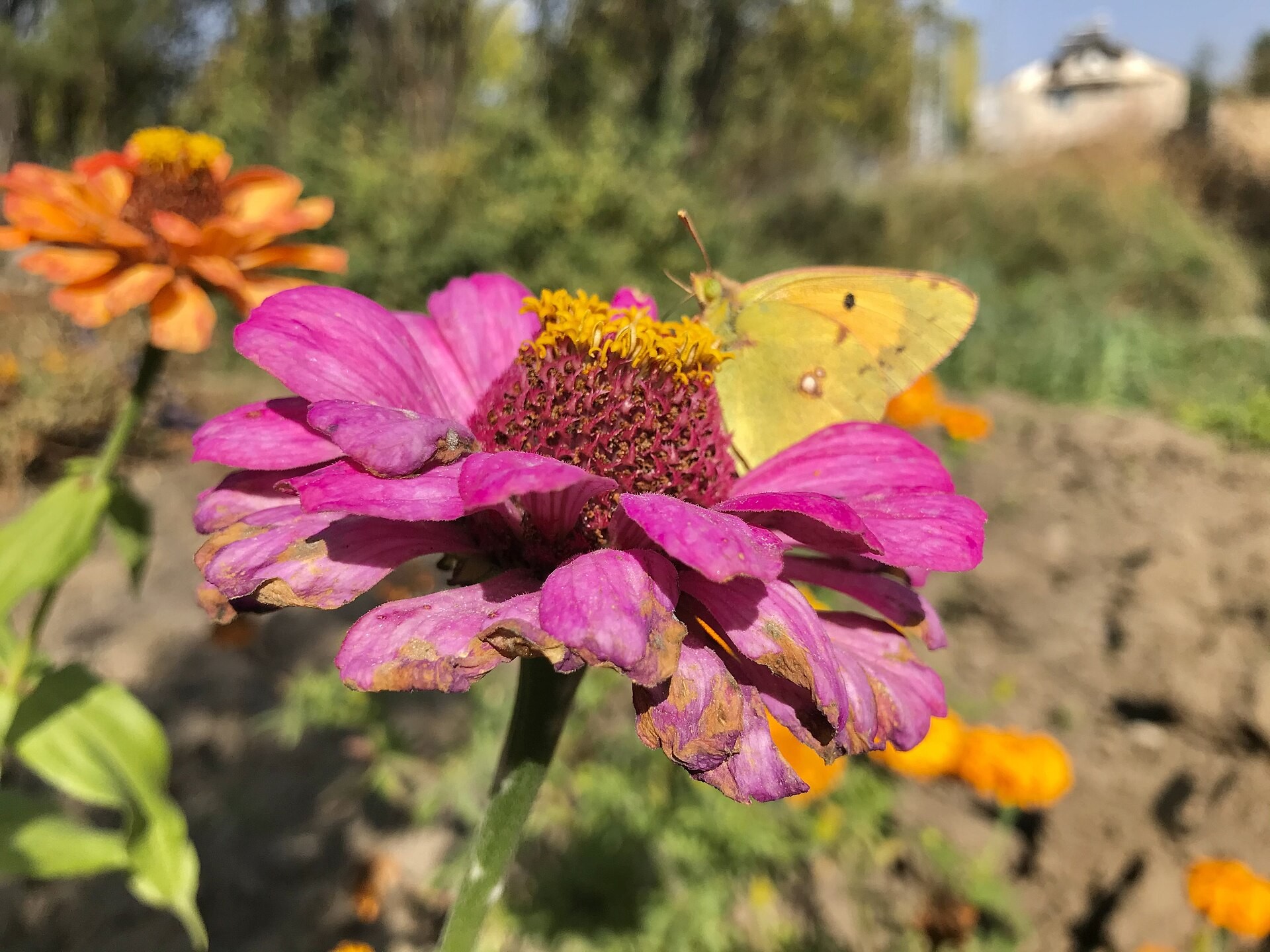 Zinnia — flowers or notable detail