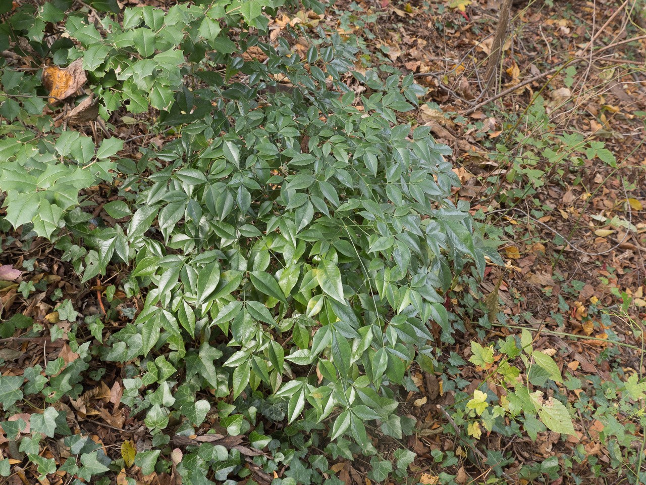 Nandina, Harbor Dwarf — whole plant
