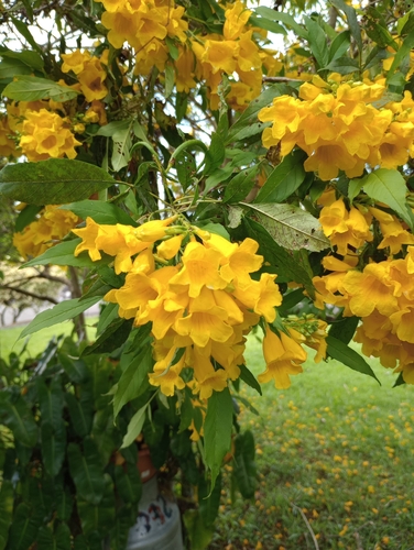 Esperanza (gold) — whole plant