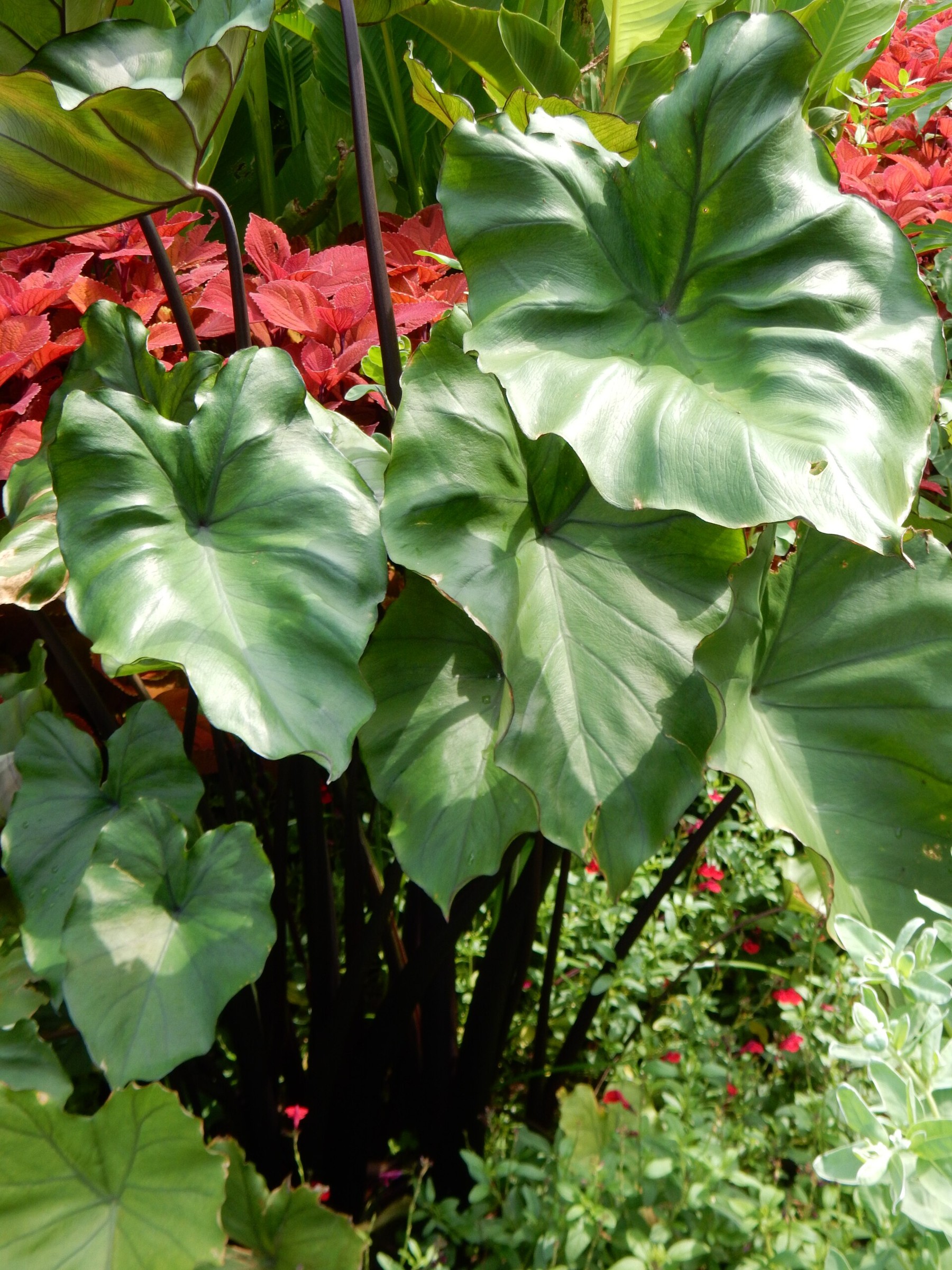 Elephant Ear Regal Shields — whole plant