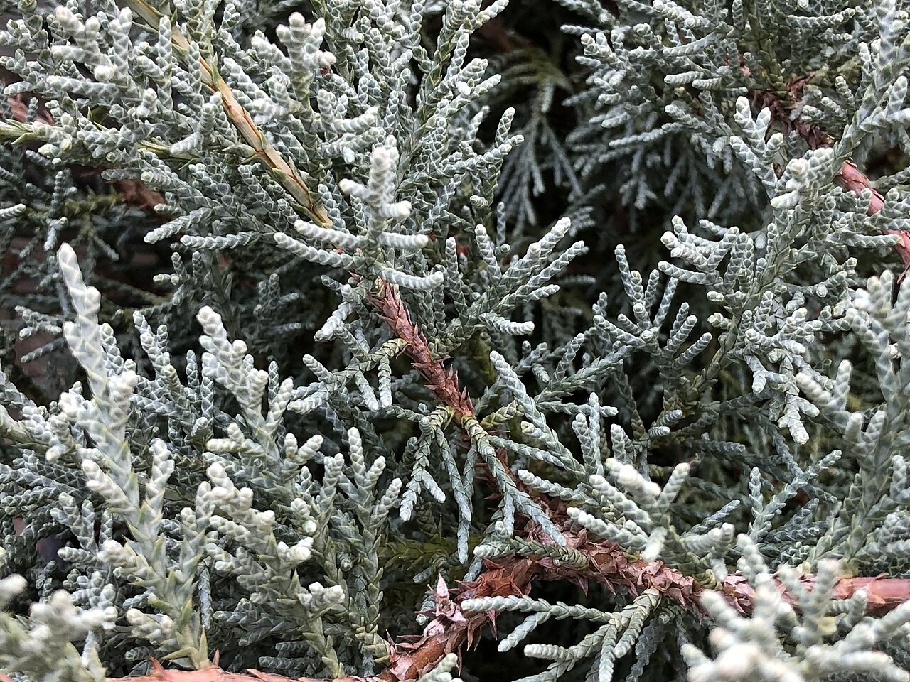 Topiary, Juniper 3-Tier — flowers or notable detail
