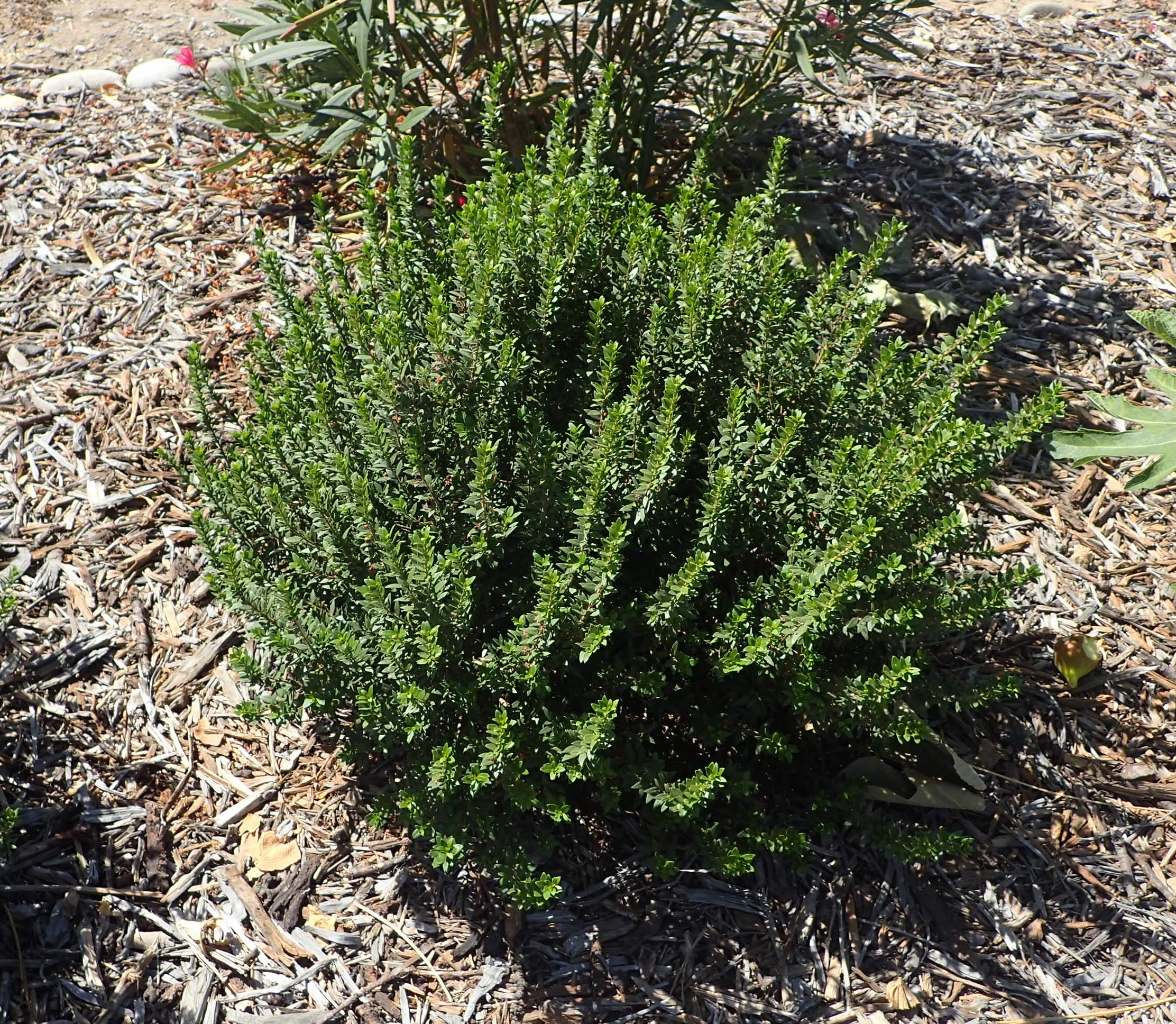 Myrtle, Compact Common — whole plant