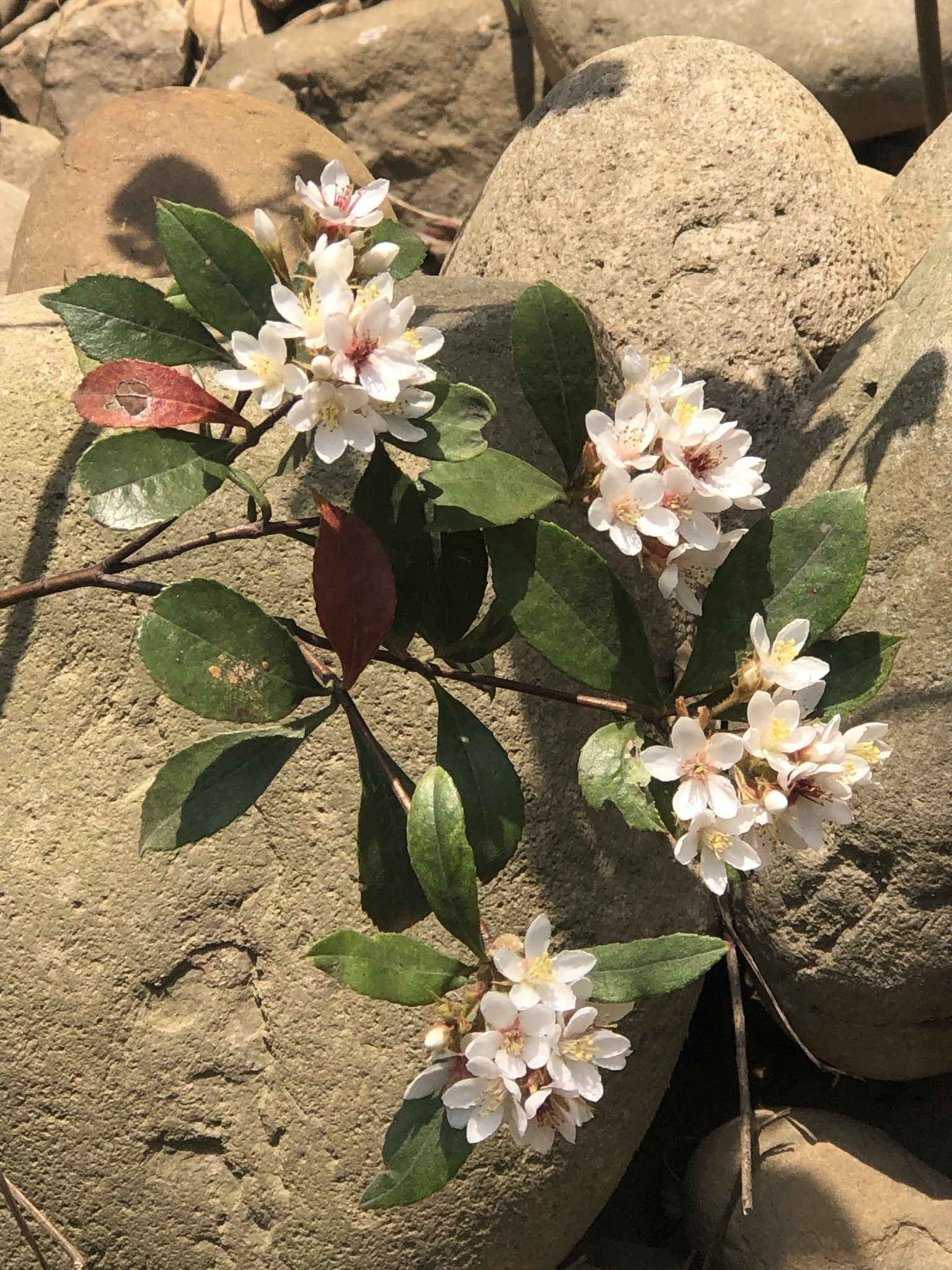 Hawthorn, Snow Pink — whole plant