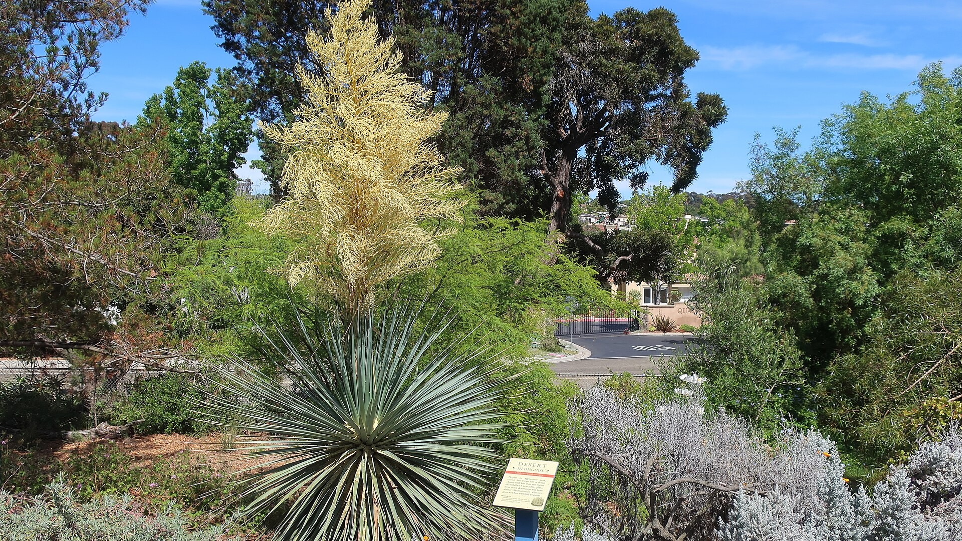 Nolina Nelsoni — whole plant