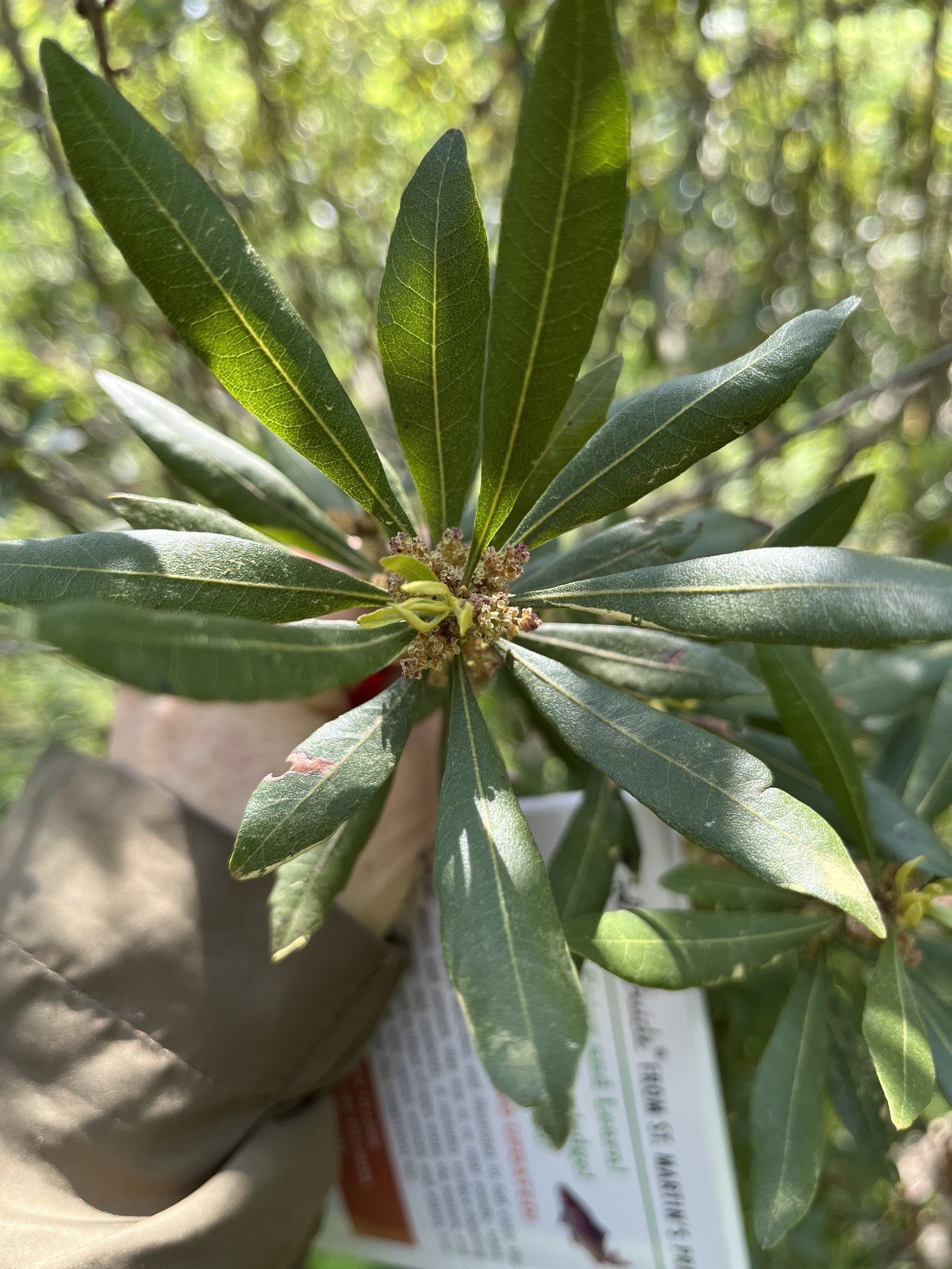 Wax Myrtle — flowers or notable detail