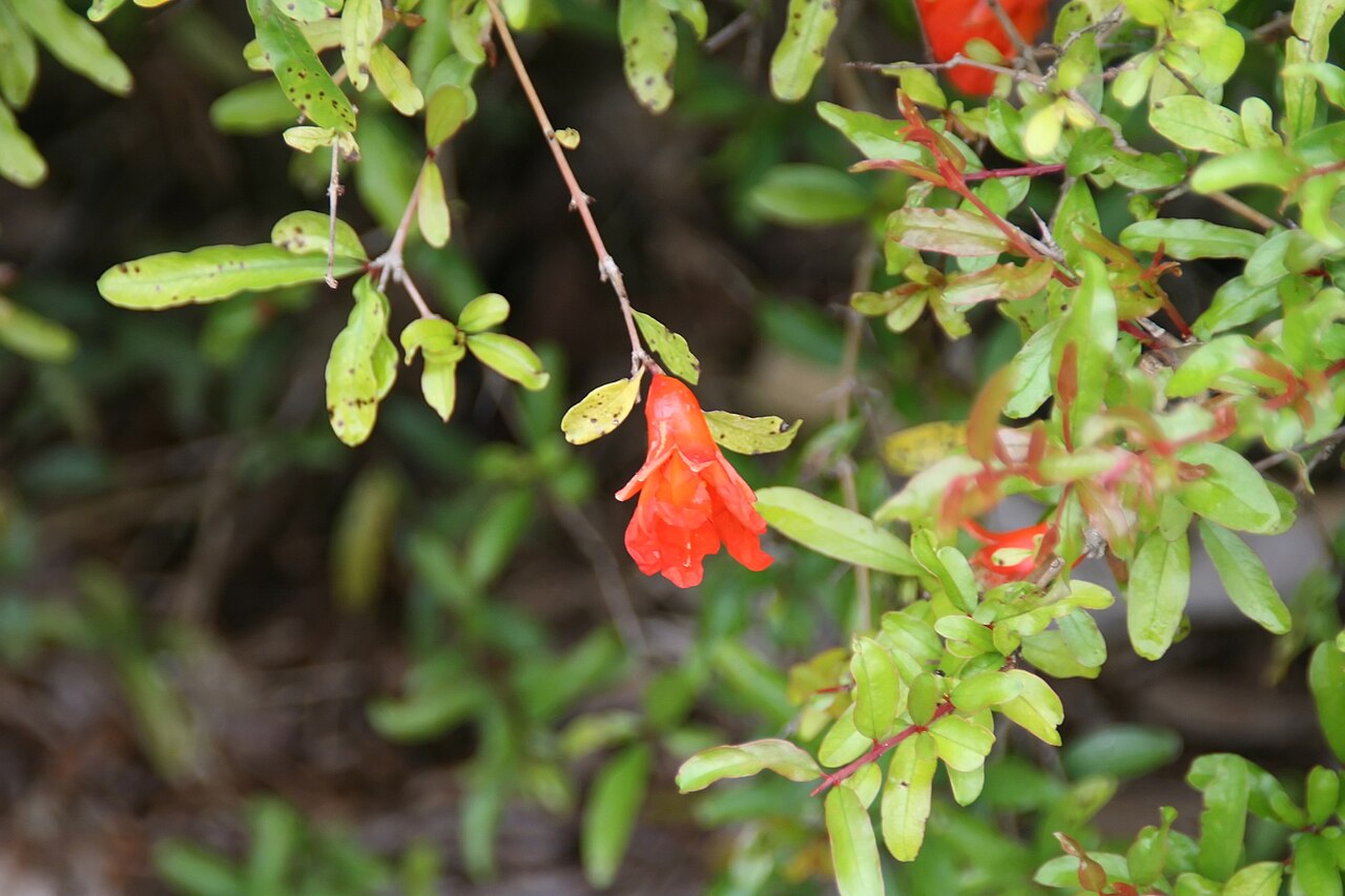 Pomegranate, Dwarf — whole plant