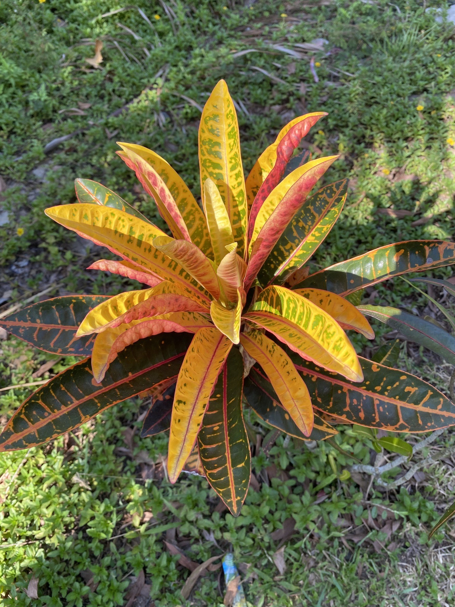 Croton — flowers or notable detail
