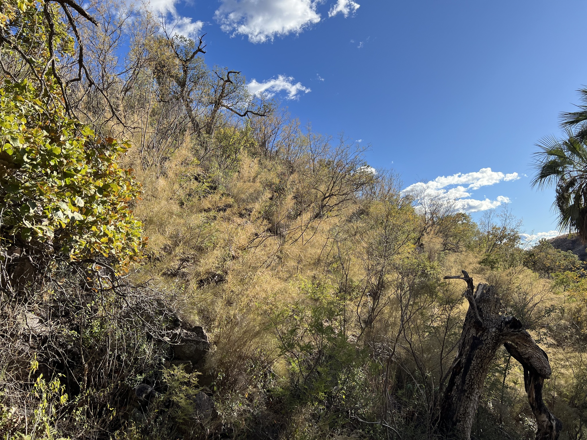 Bamboo Muhly — whole plant