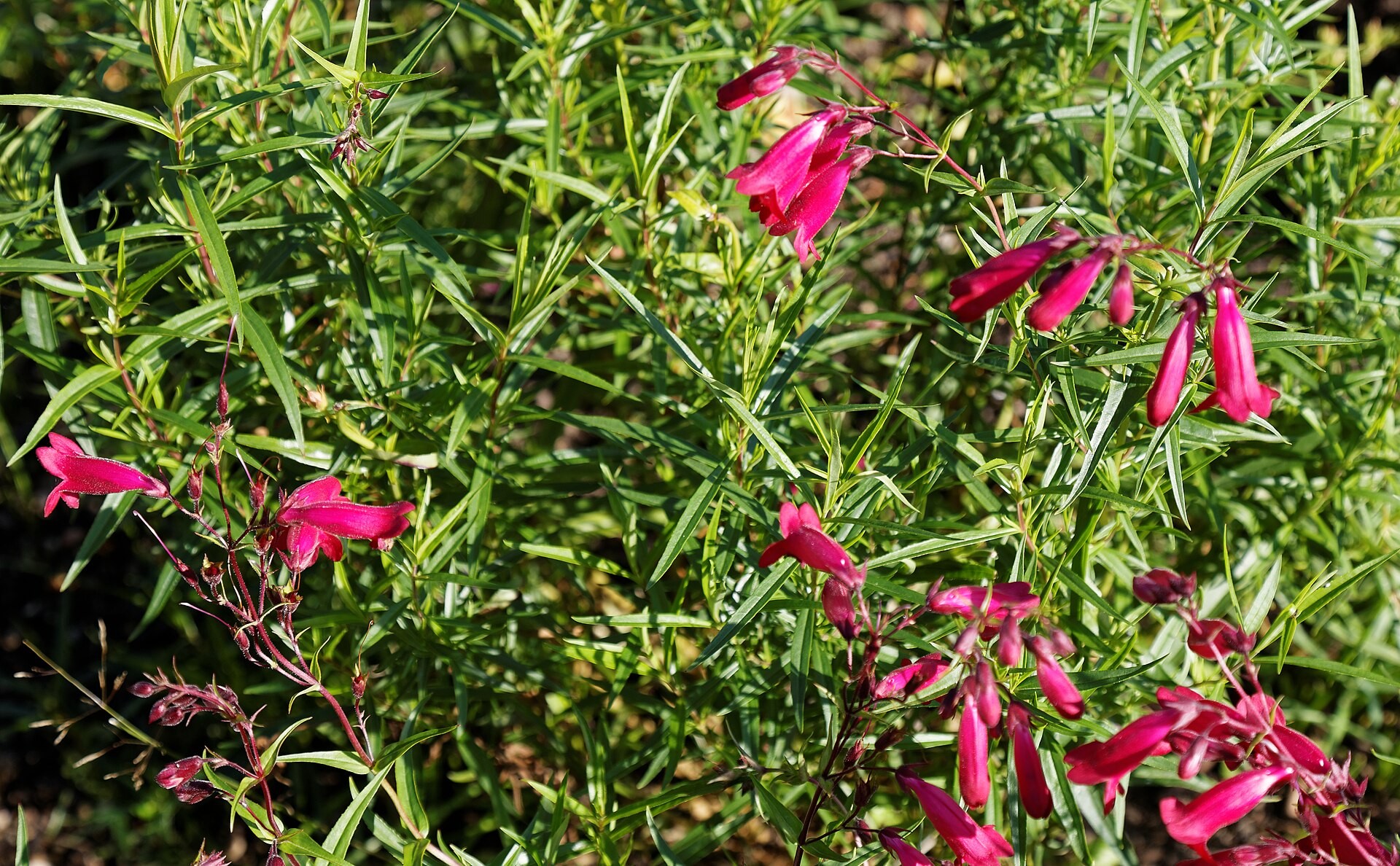 Penstemon — whole plant