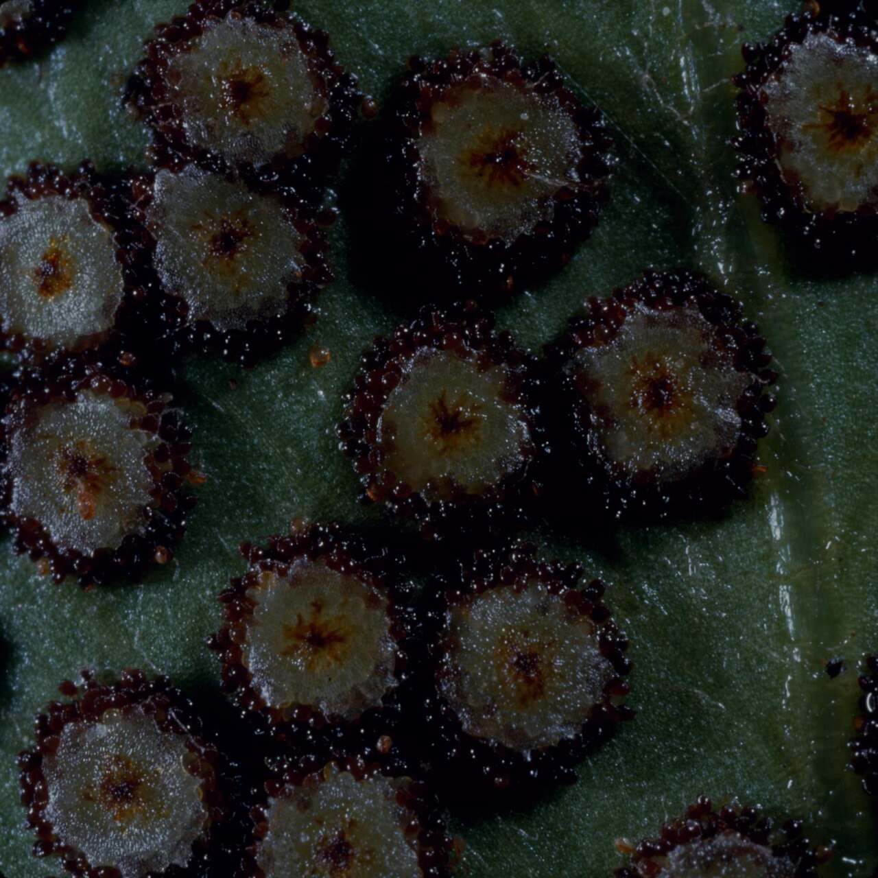 Fern, Holly — flowers or notable detail