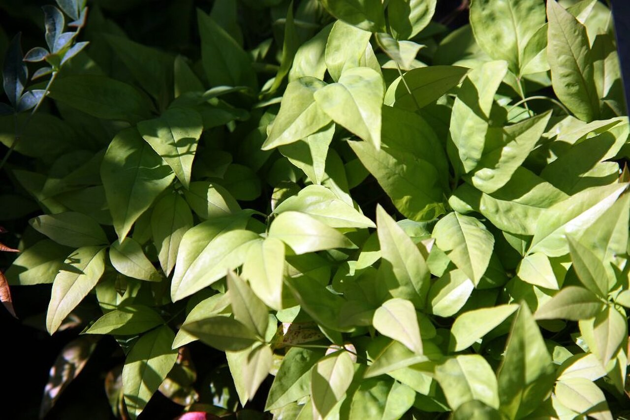 Nandina, Fire Power — whole plant