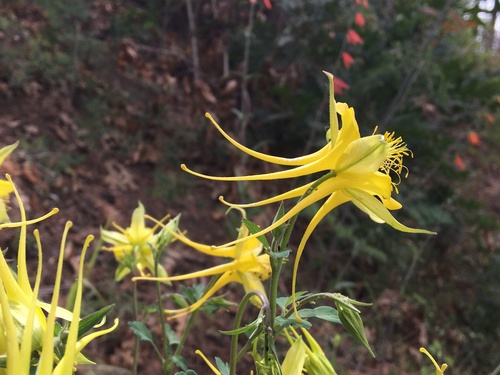 Columbine, Texas — whole plant