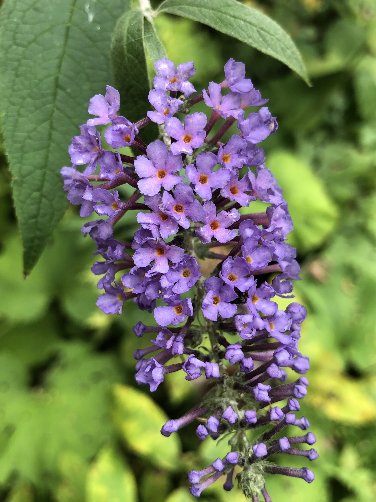 Butterfly Bush — flowers or notable detail