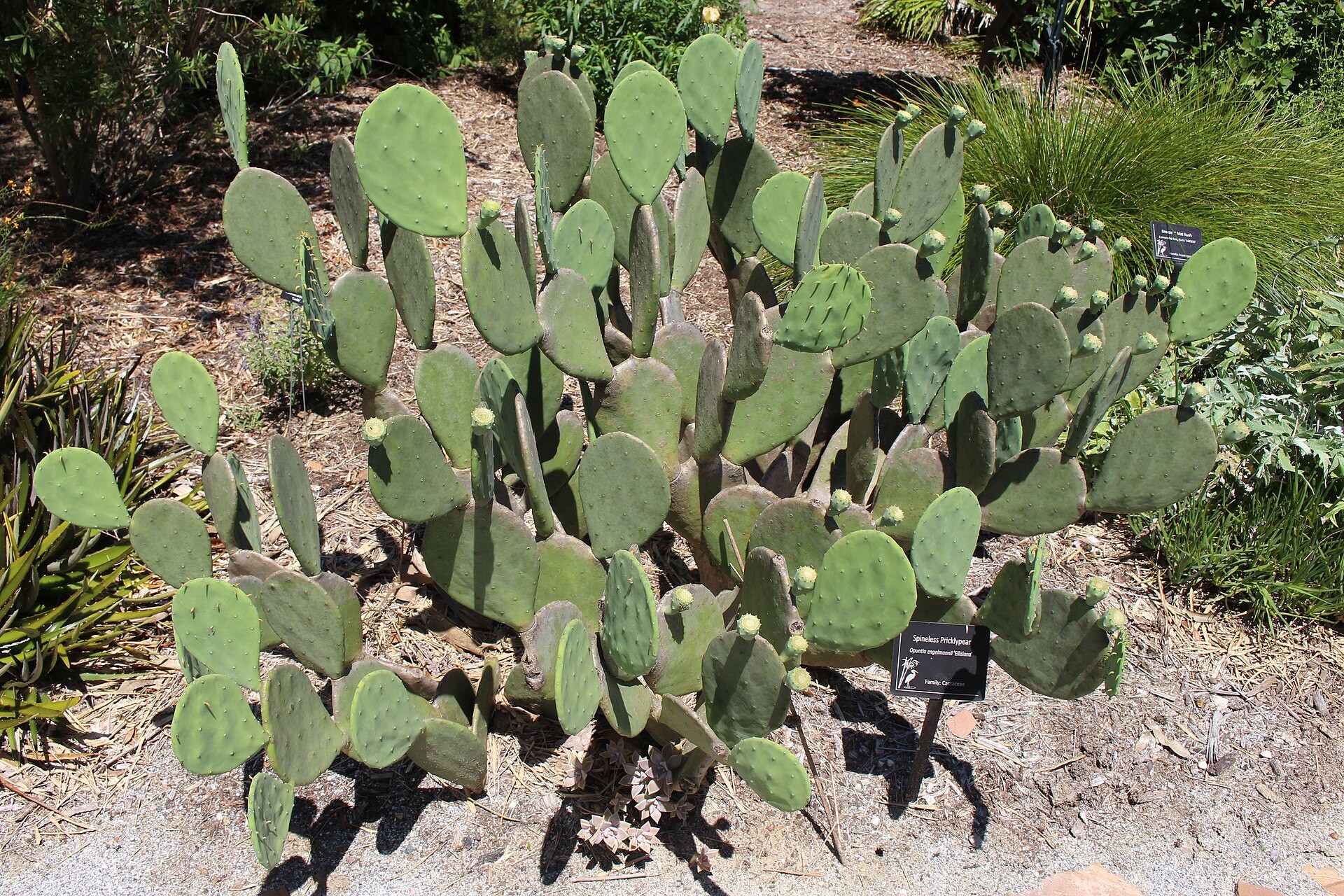 Prickly Pear Spineless — whole plant