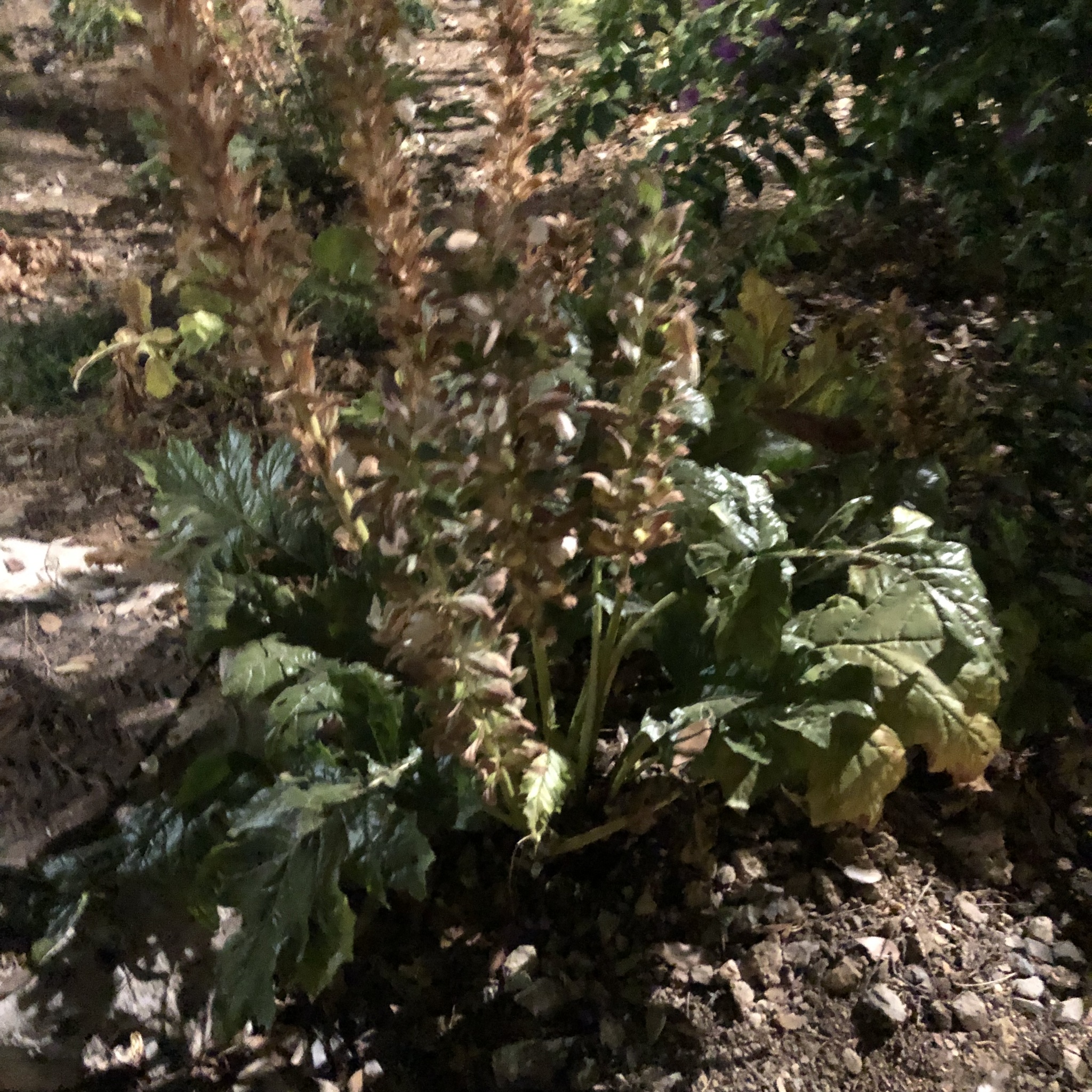 Bears Breeches — whole plant