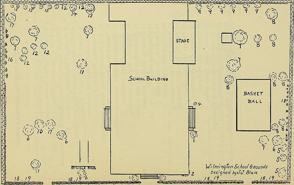 Carolina Jessamine — whole plant
