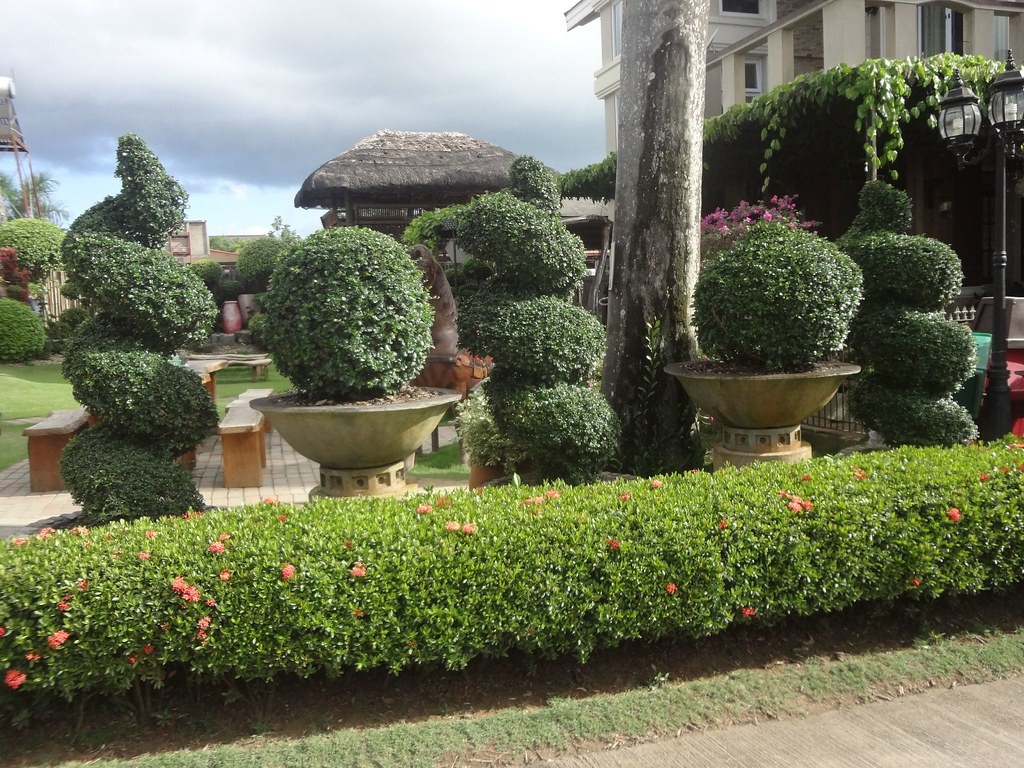 Topiary, Boxwood Cone — whole plant