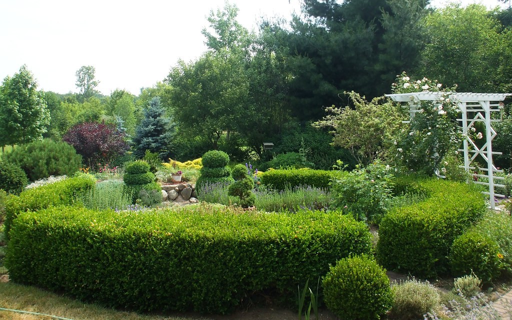 Topiary, Boxwood Globe — whole plant