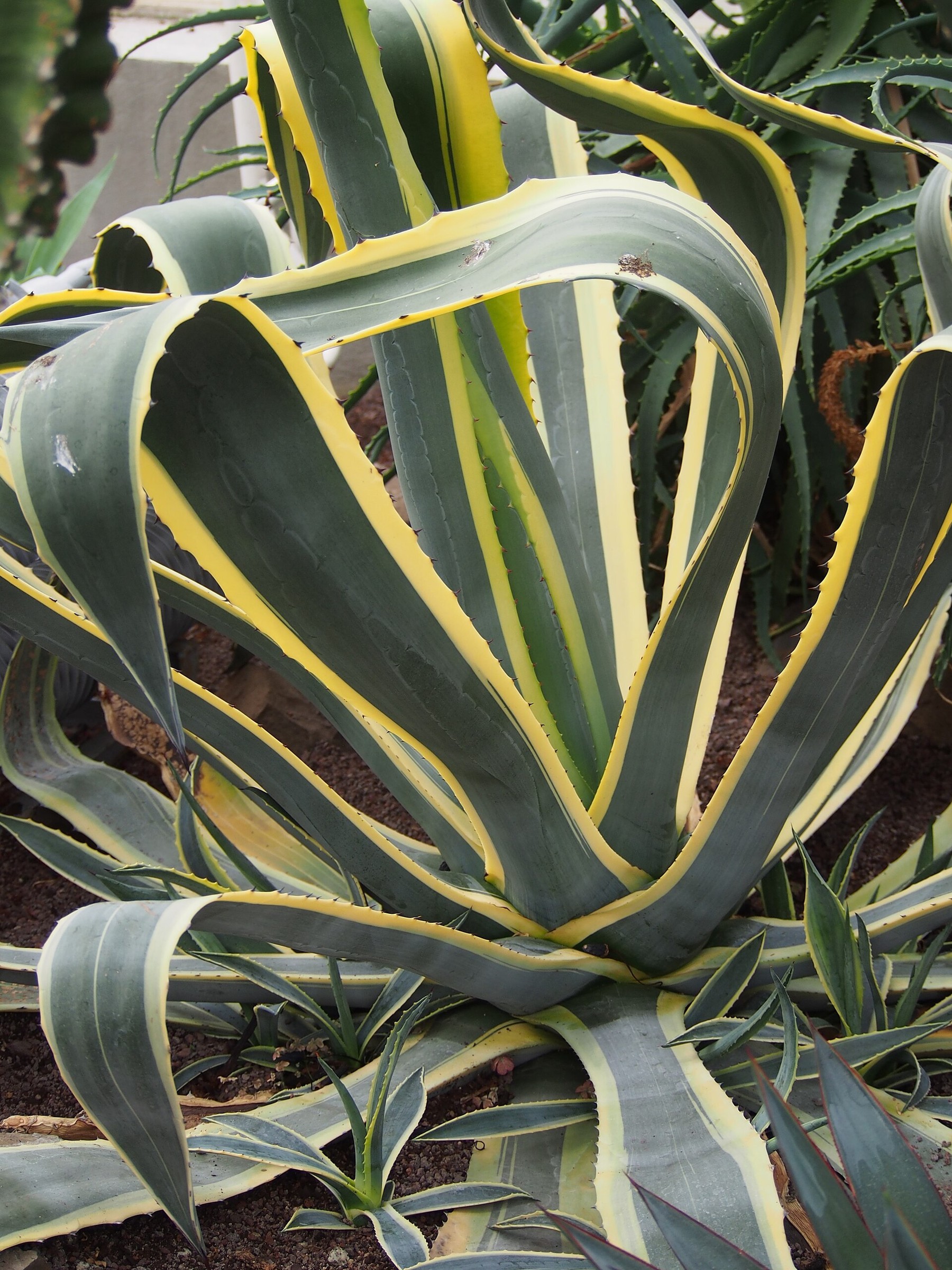 Agave, Variegated Opal — whole plant