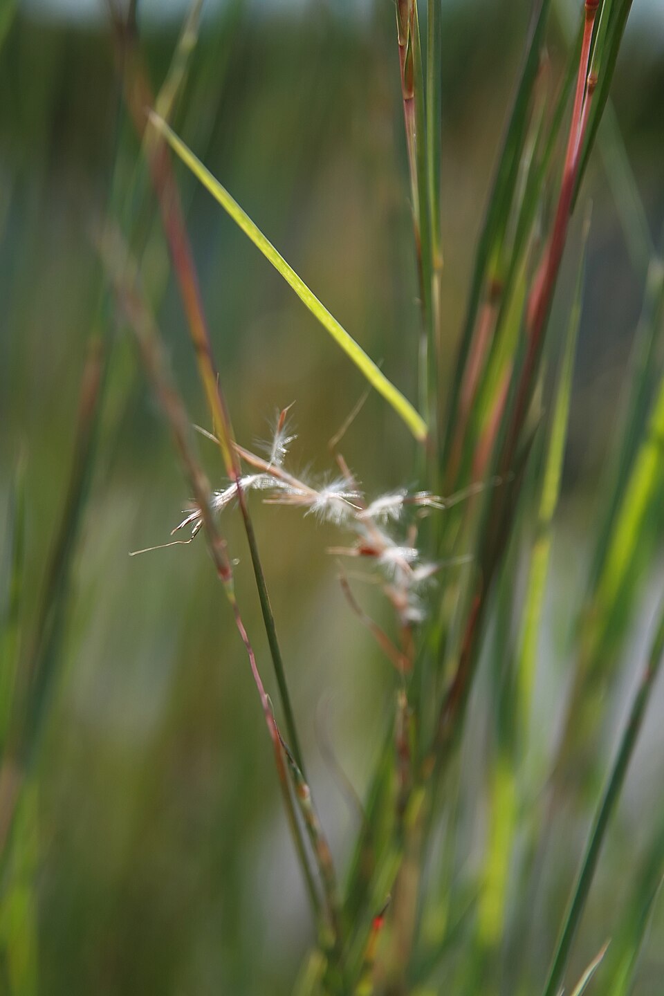 Grass, Weeping Love — whole plant