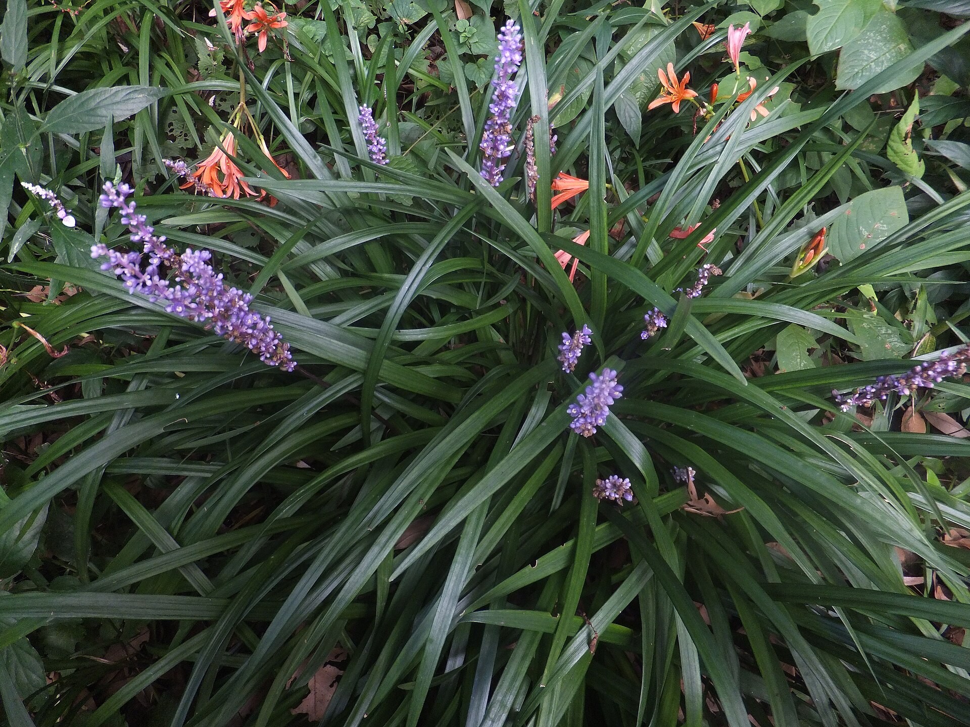 Liriope Variegated — whole plant