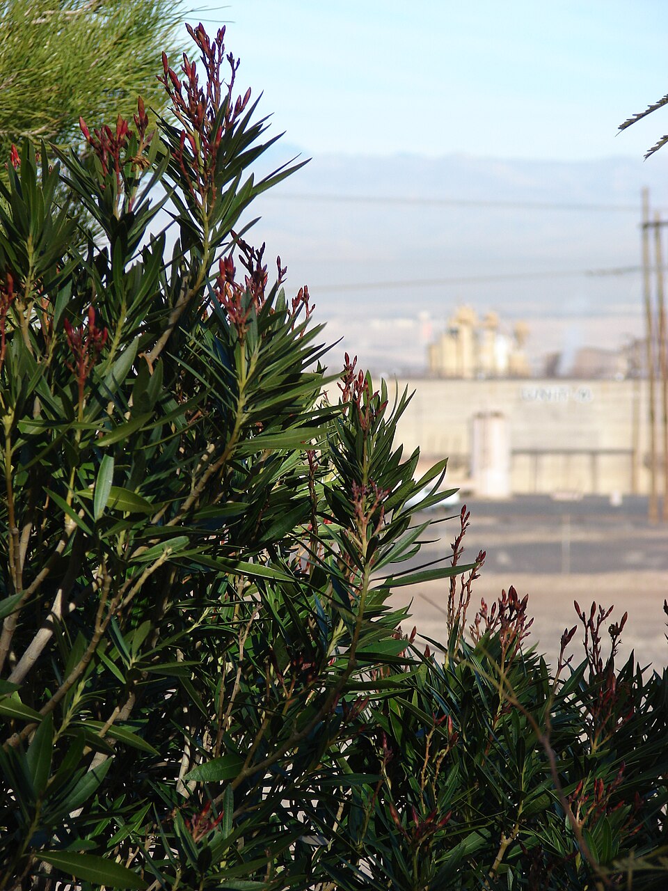 Oleander, Dwarf Pink — whole plant