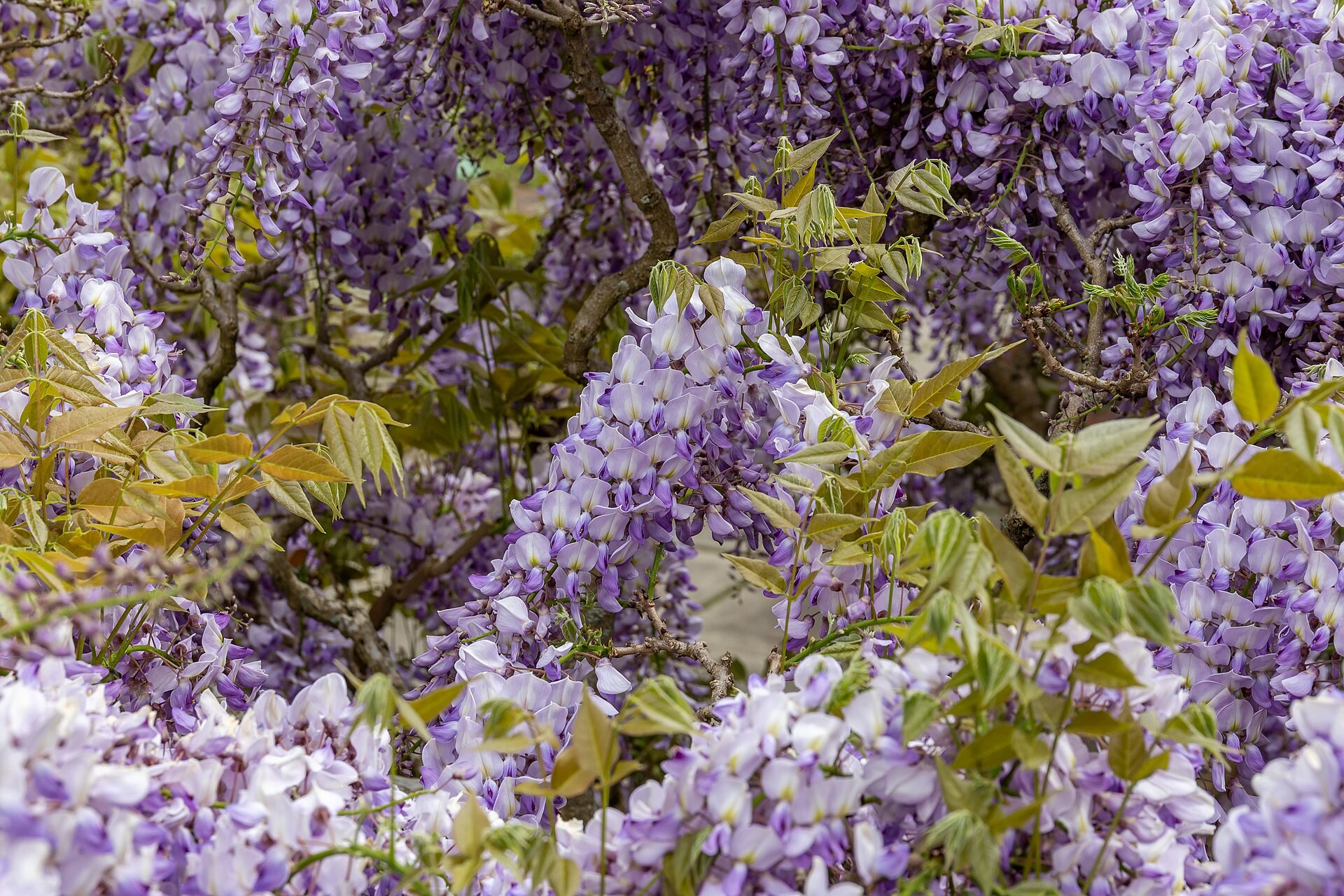 Wisteria — whole plant