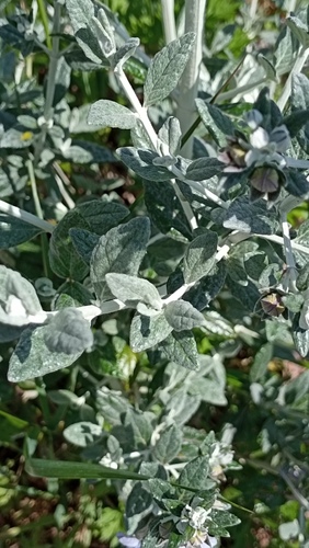 Germander, Silver — whole plant