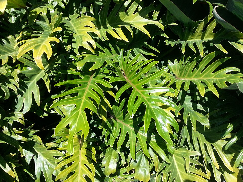 Philodendron Split Leaf — whole plant