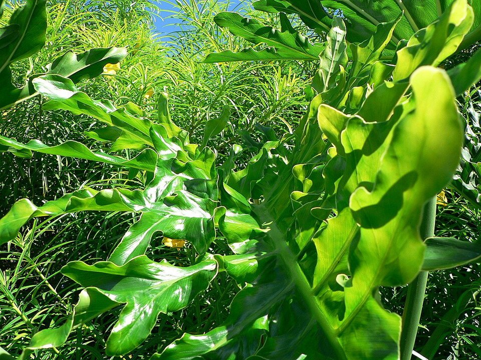 Philodendron Monstera — whole plant