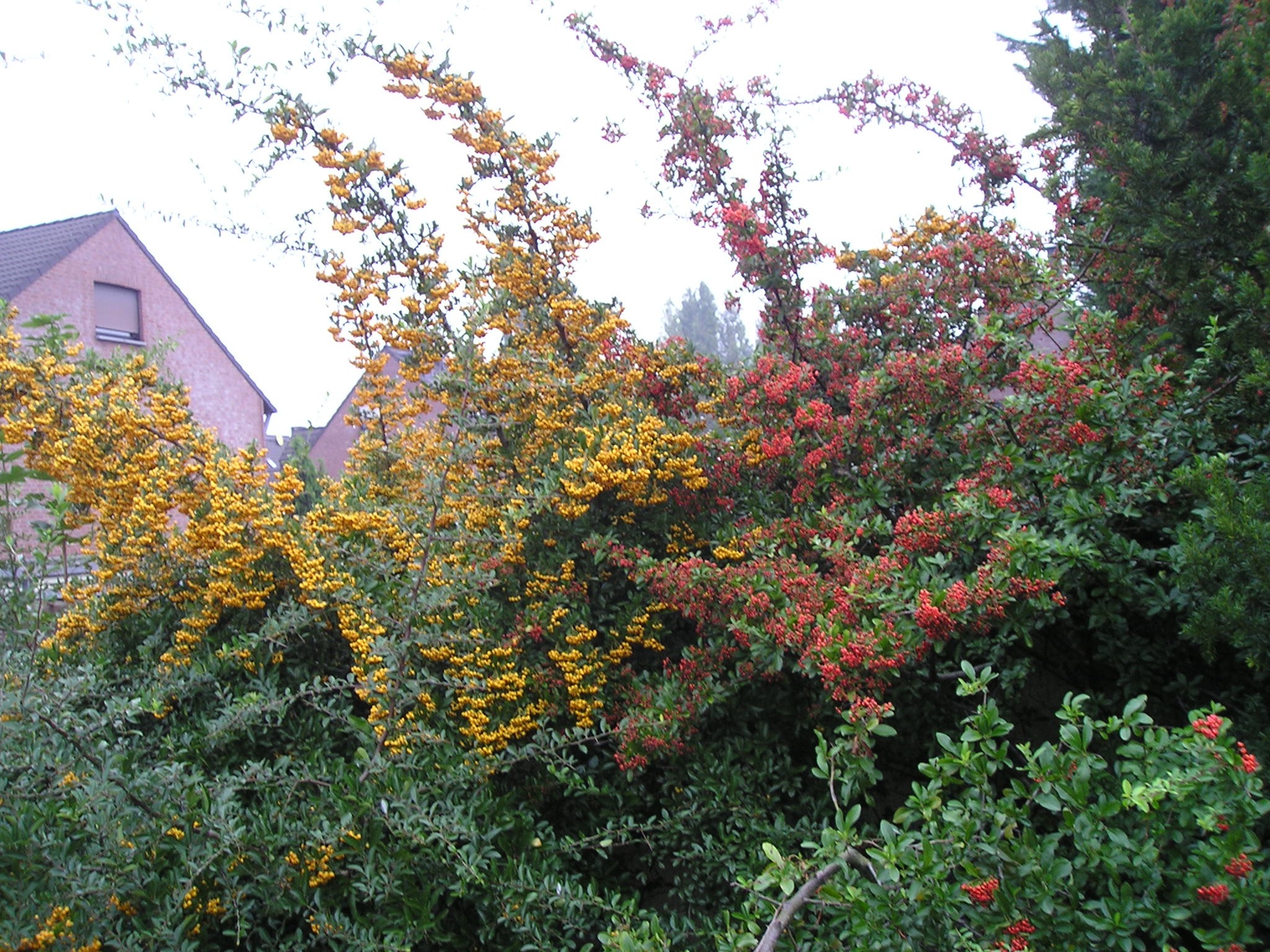 Pyracantha — whole plant