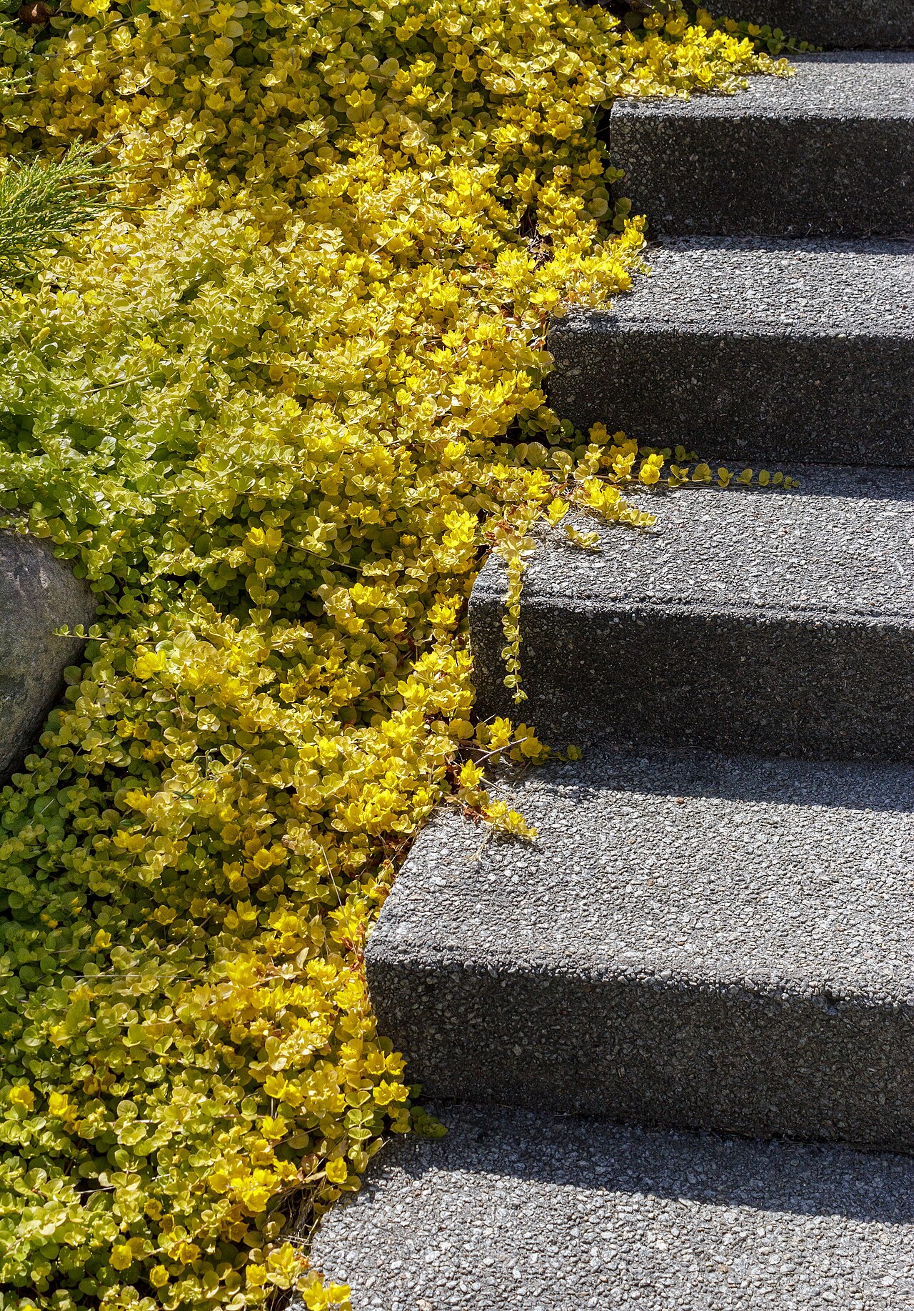 Creeping Jenny — whole plant