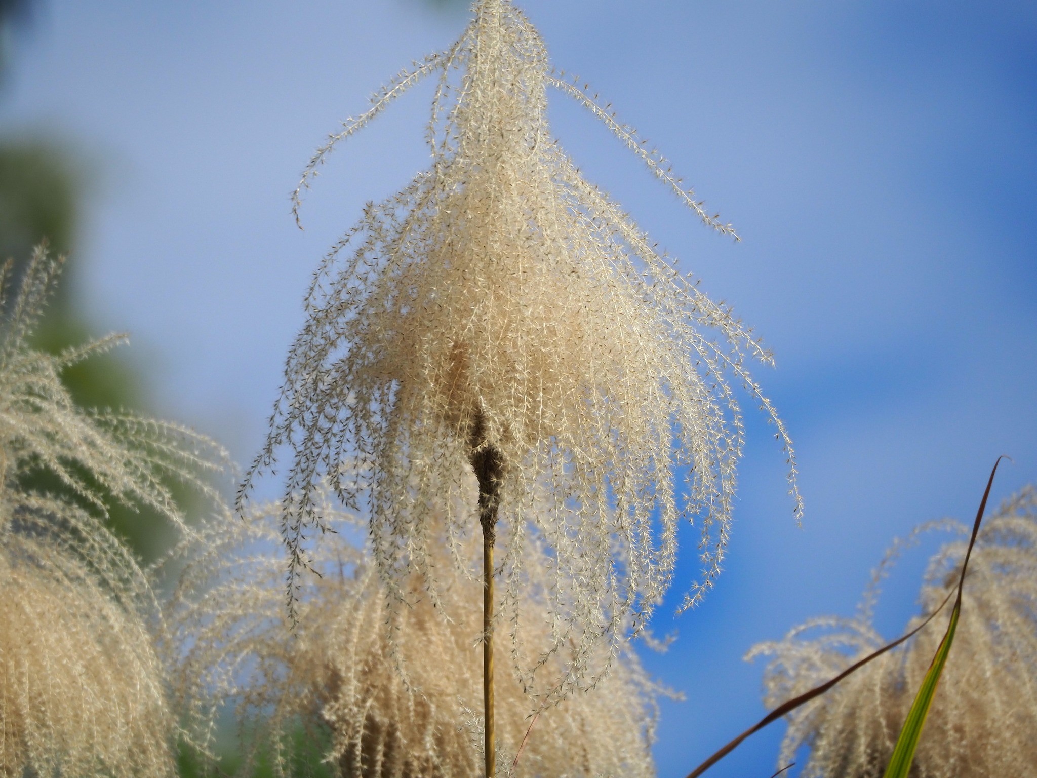 Grass, Maiden — whole plant