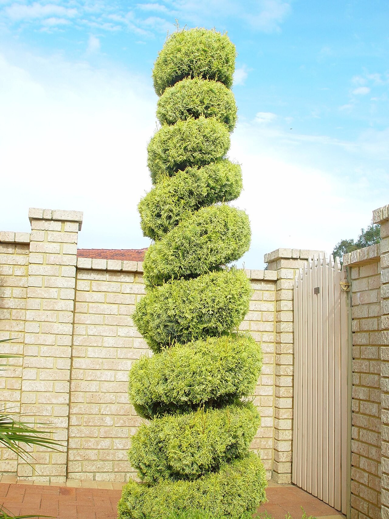 Topiary, Juniper Spiral — whole plant