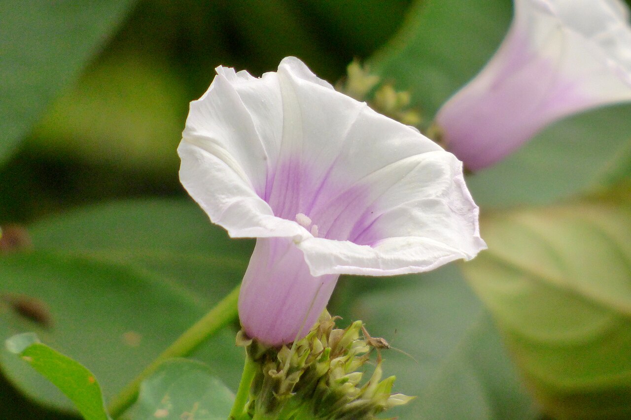 Sweet Potato Vine — flowers or notable detail