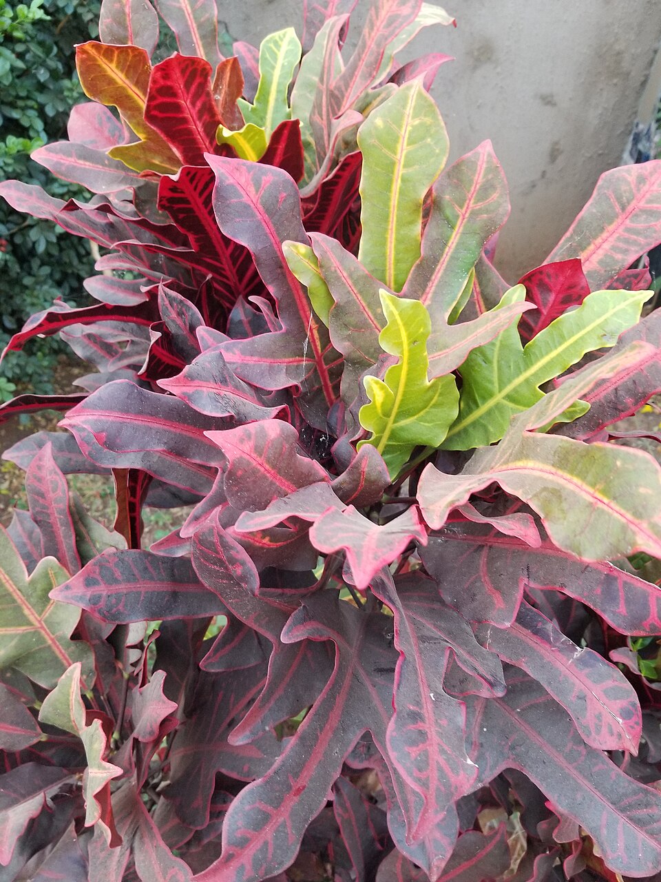 Croton — whole plant