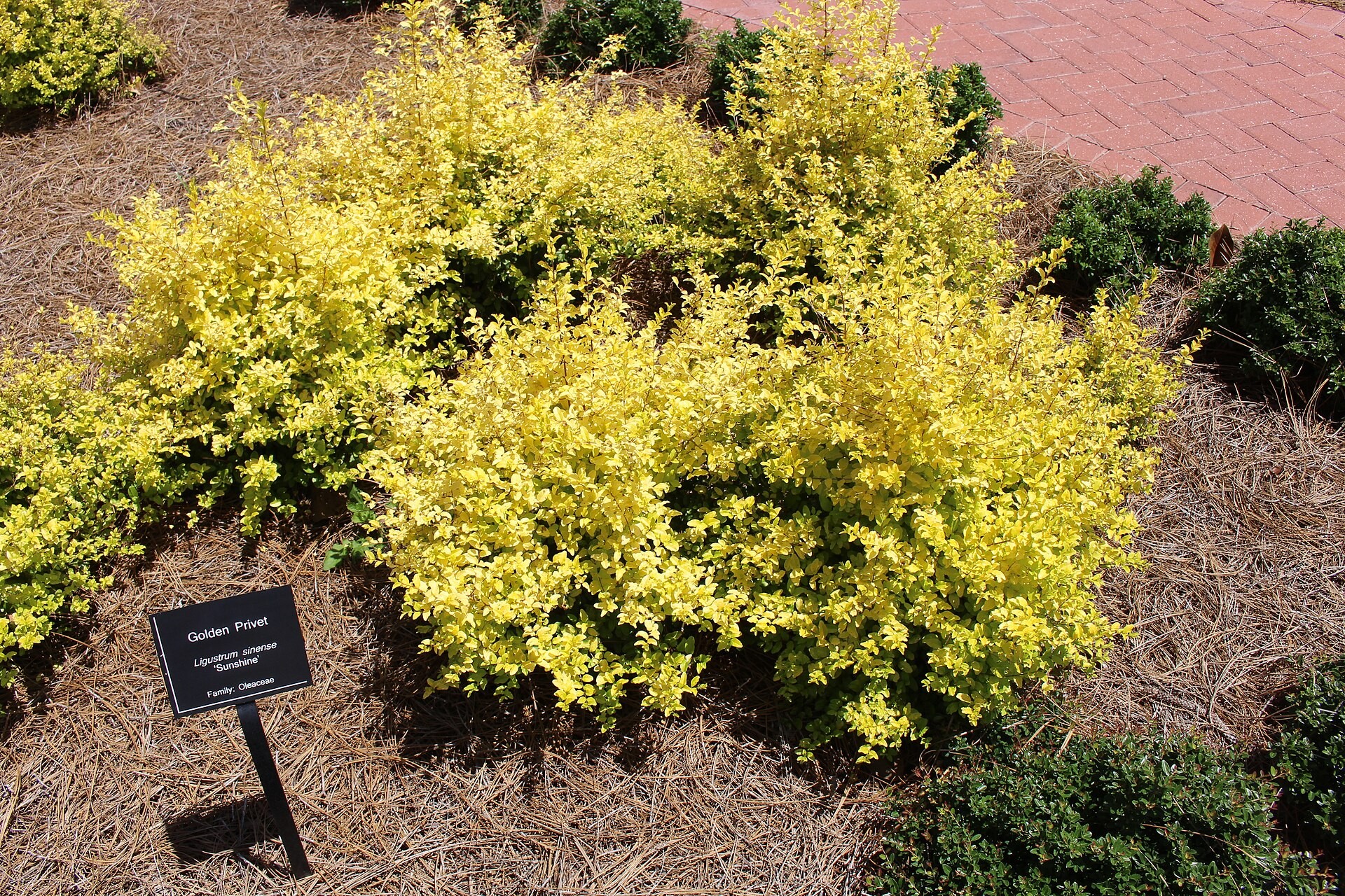 Ligustrum, Sunshine — whole plant