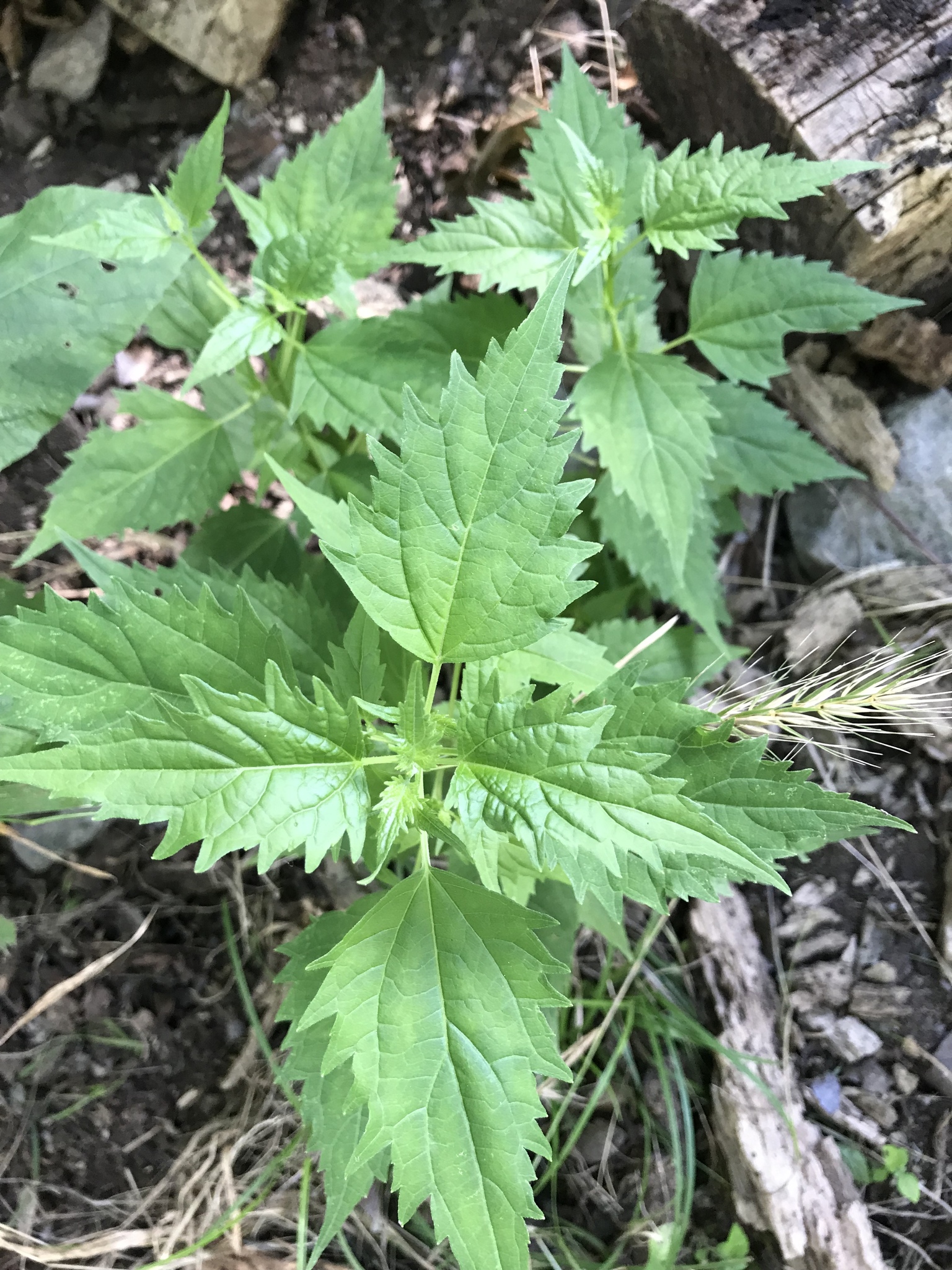 Mistflower, White — flowers or notable detail