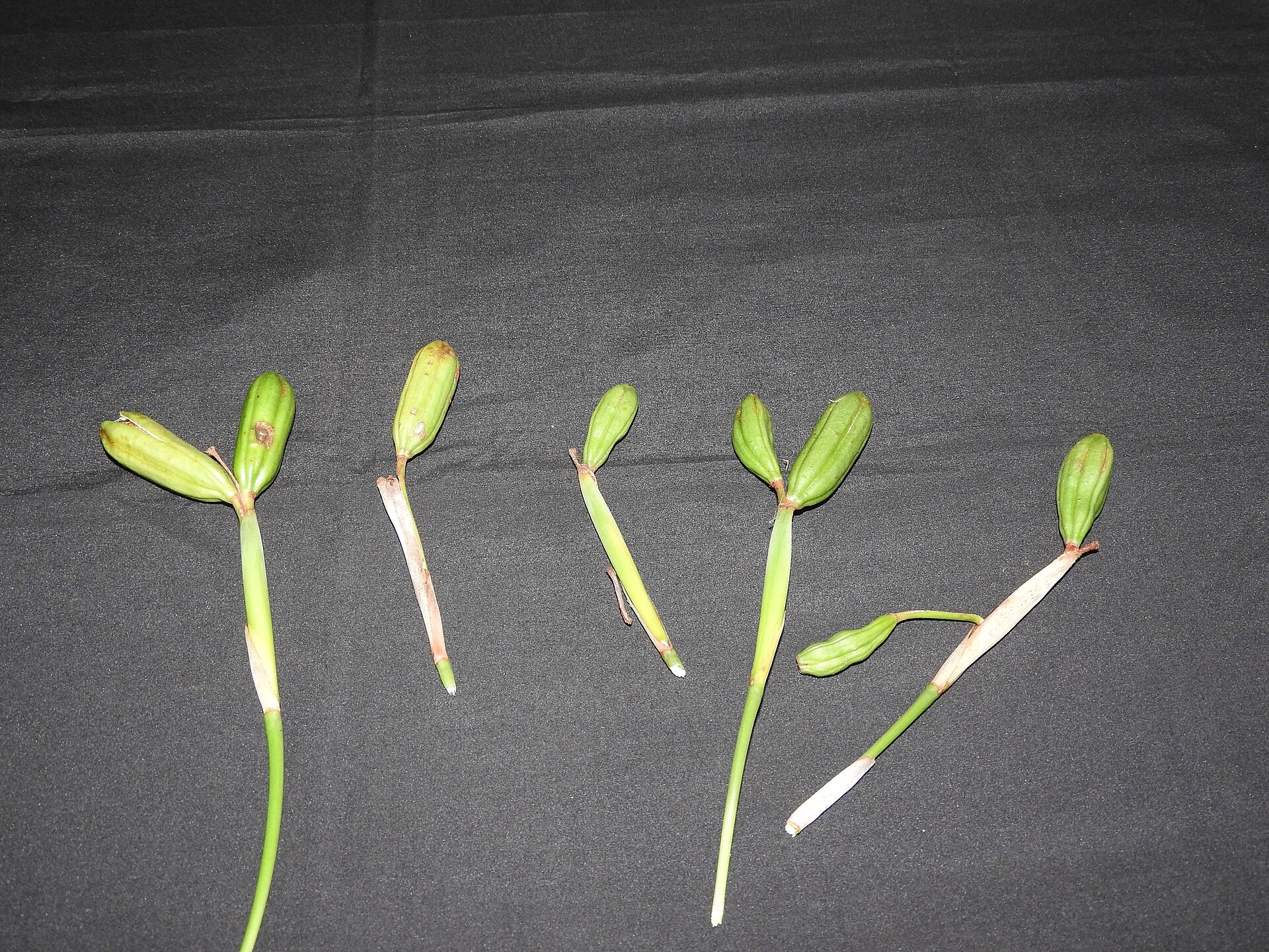 Iris, Butterfly — whole plant