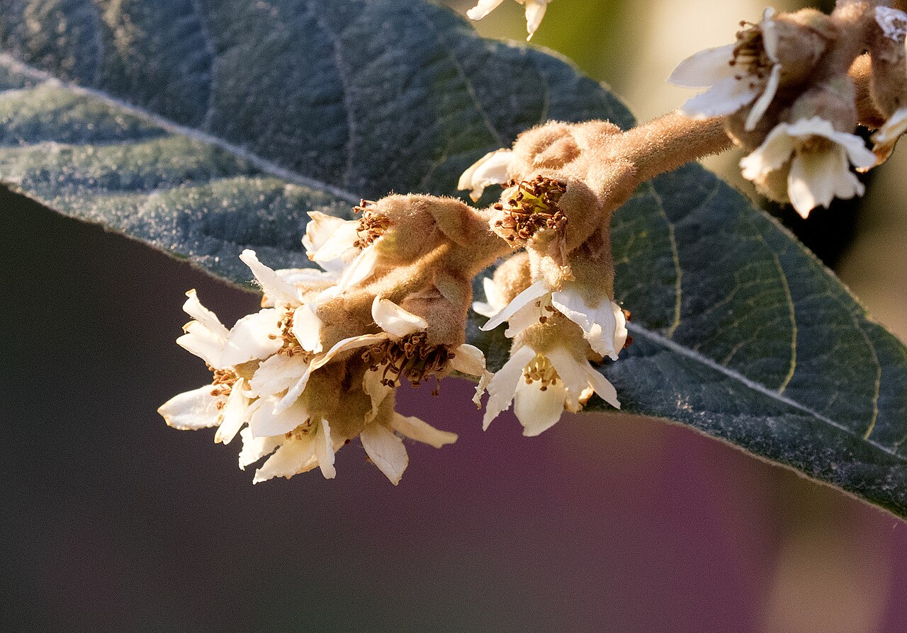 Coppertone — flowers or notable detail