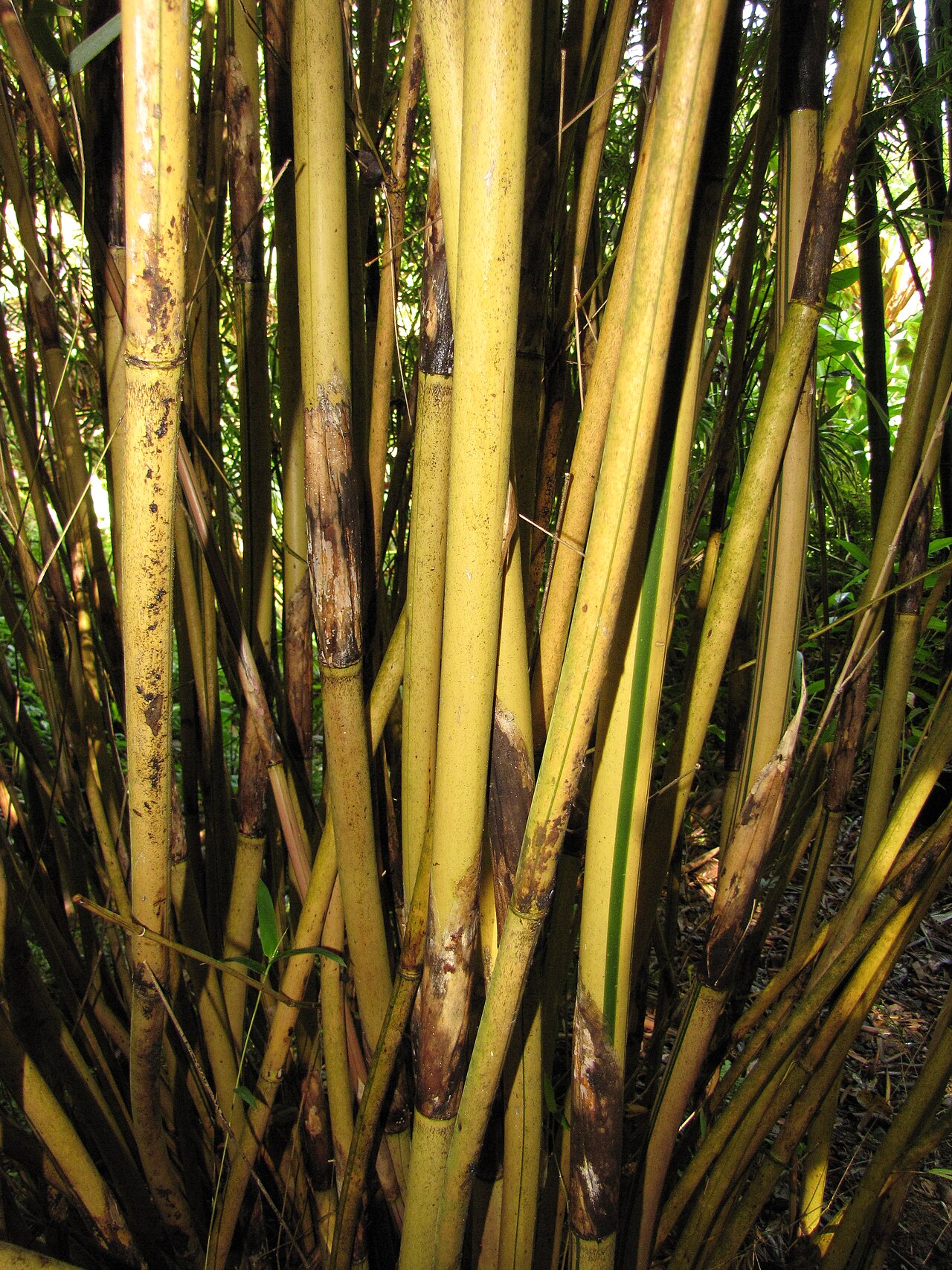 Bamboo, Alfonse Karr (Clumping) — whole plant