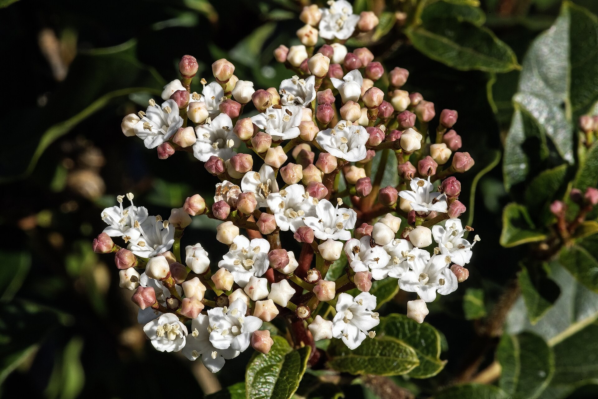 Viburnum, Spring Bouquet — flowers or notable detail